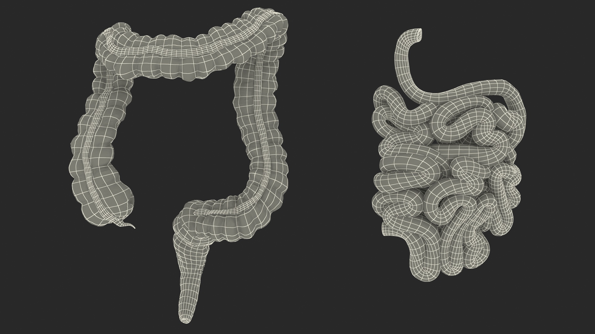 3D Human Small Inestines and Colon