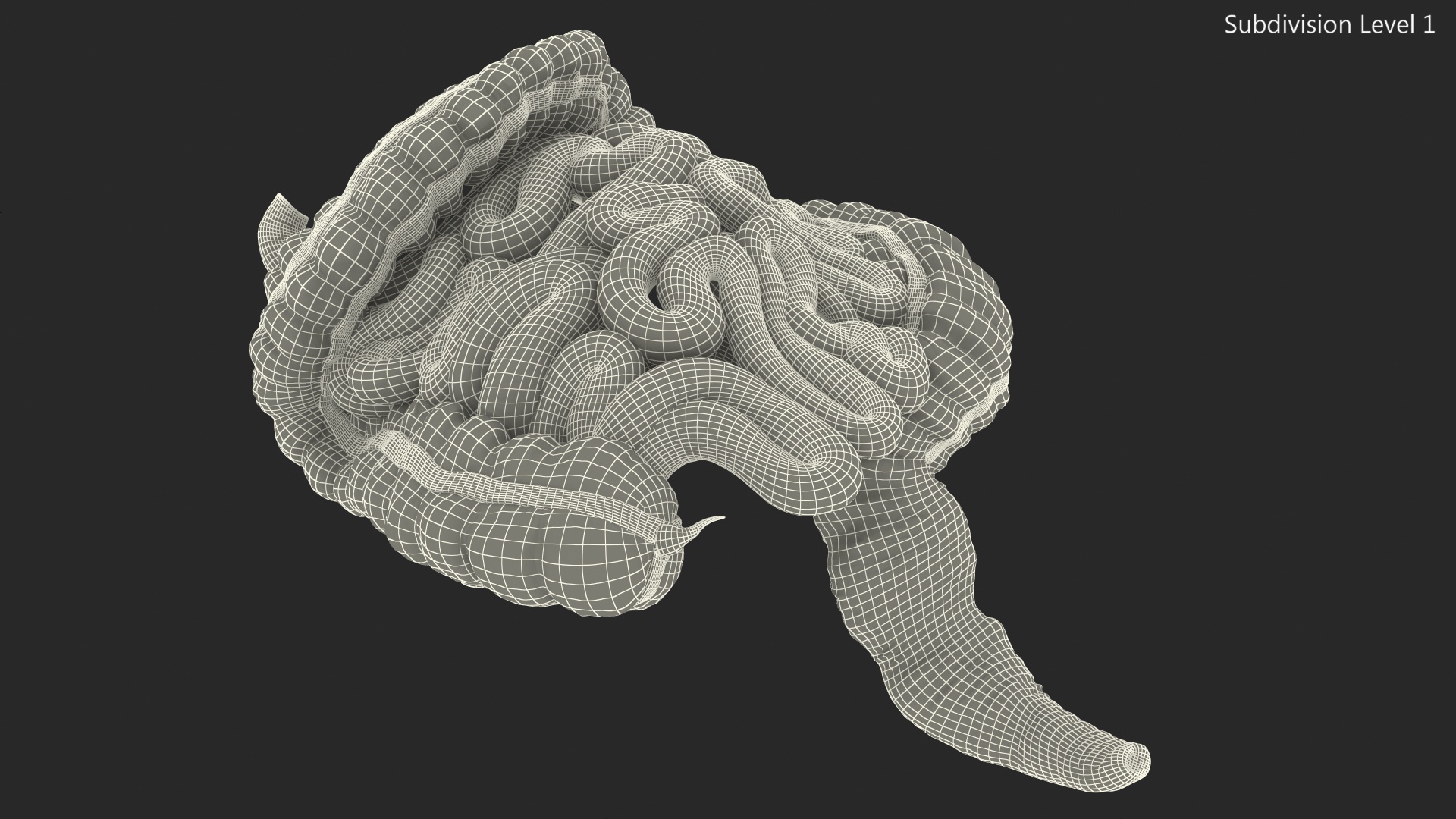 3D Human Small Inestines and Colon