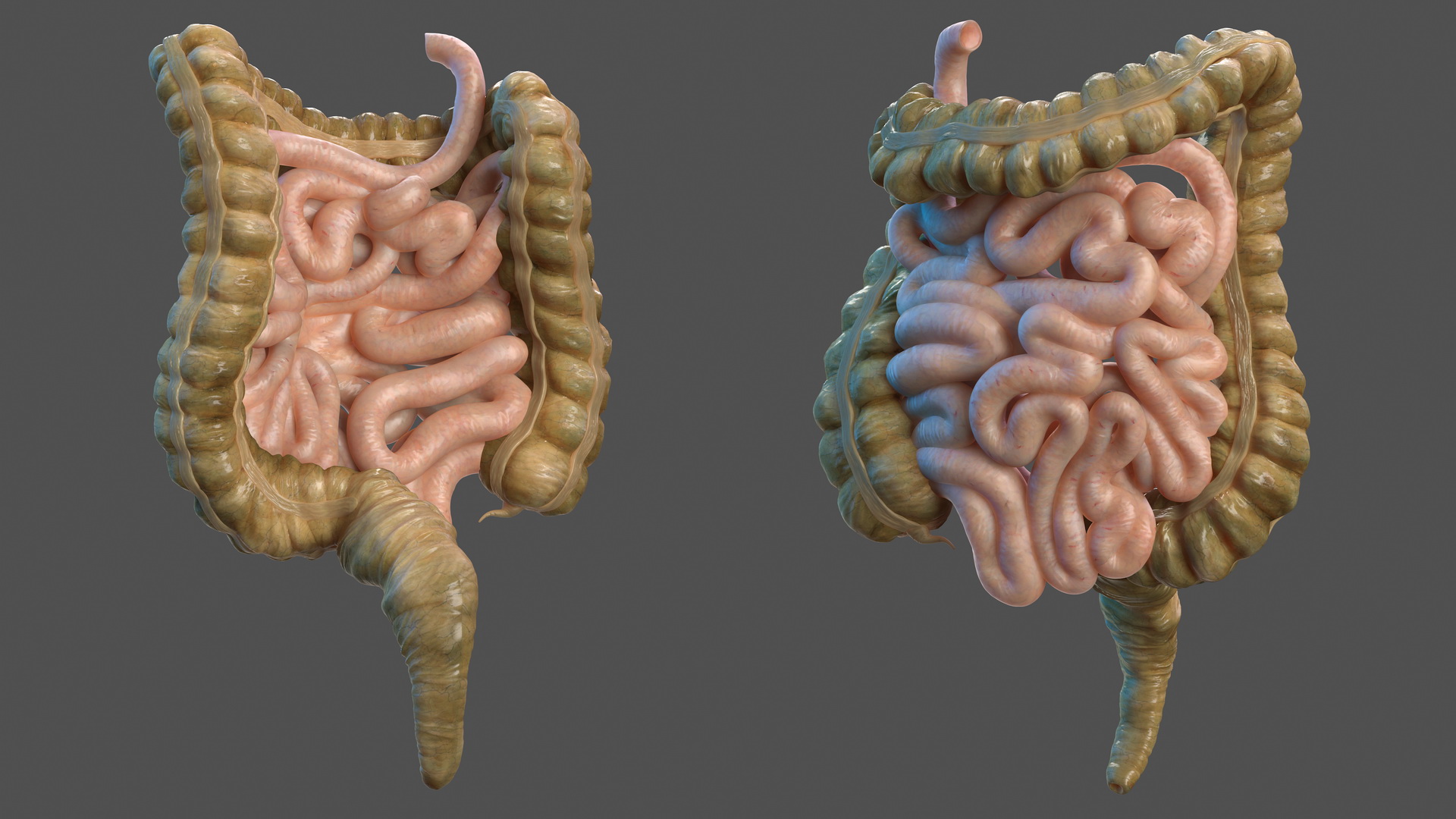 3D Human Small Inestines and Colon