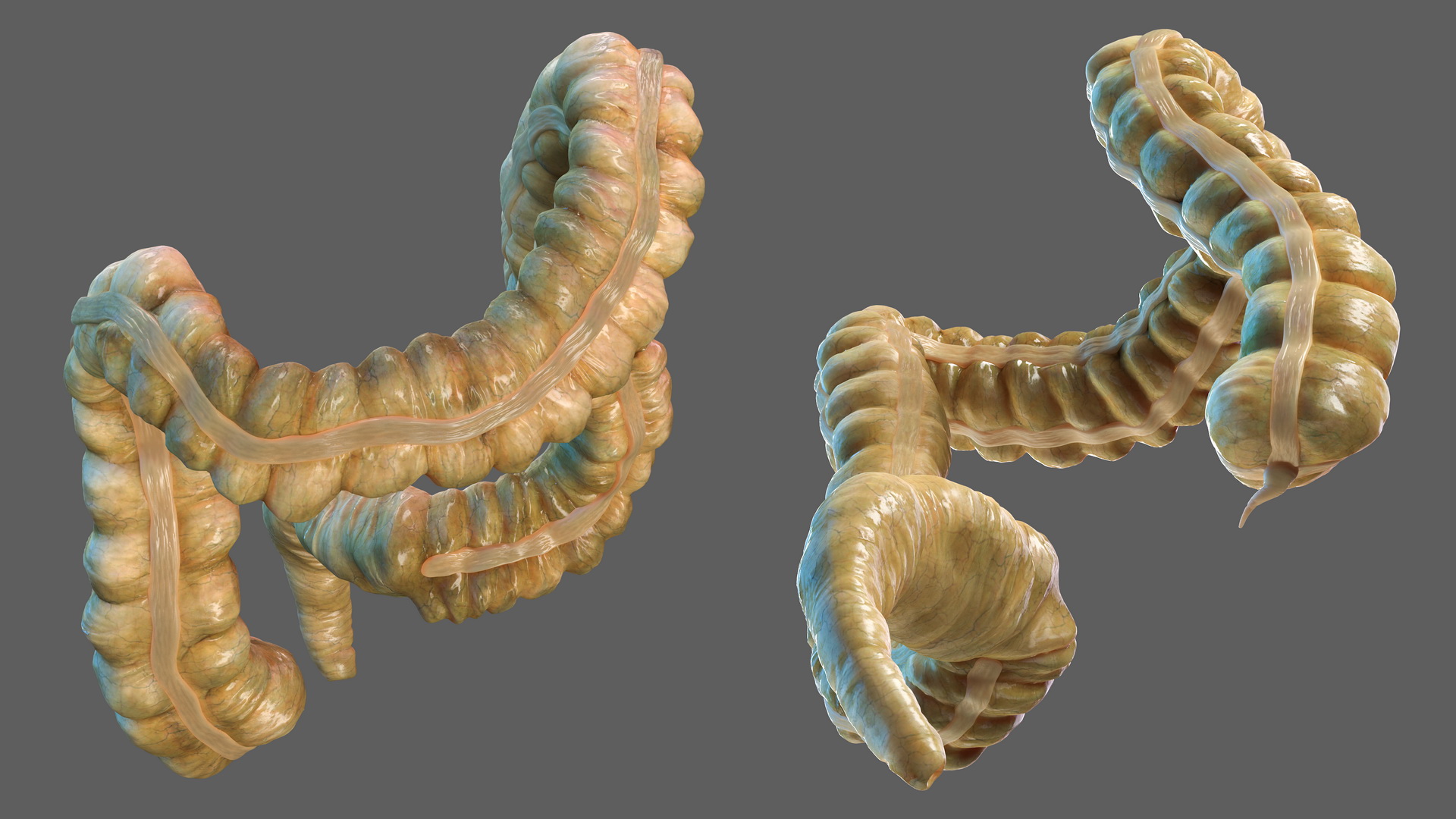 3D Human Small Inestines and Colon