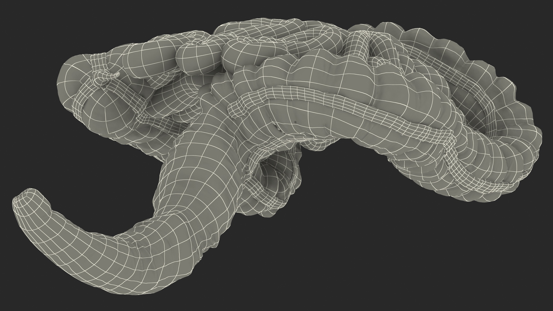 3D Human Small Inestines and Colon