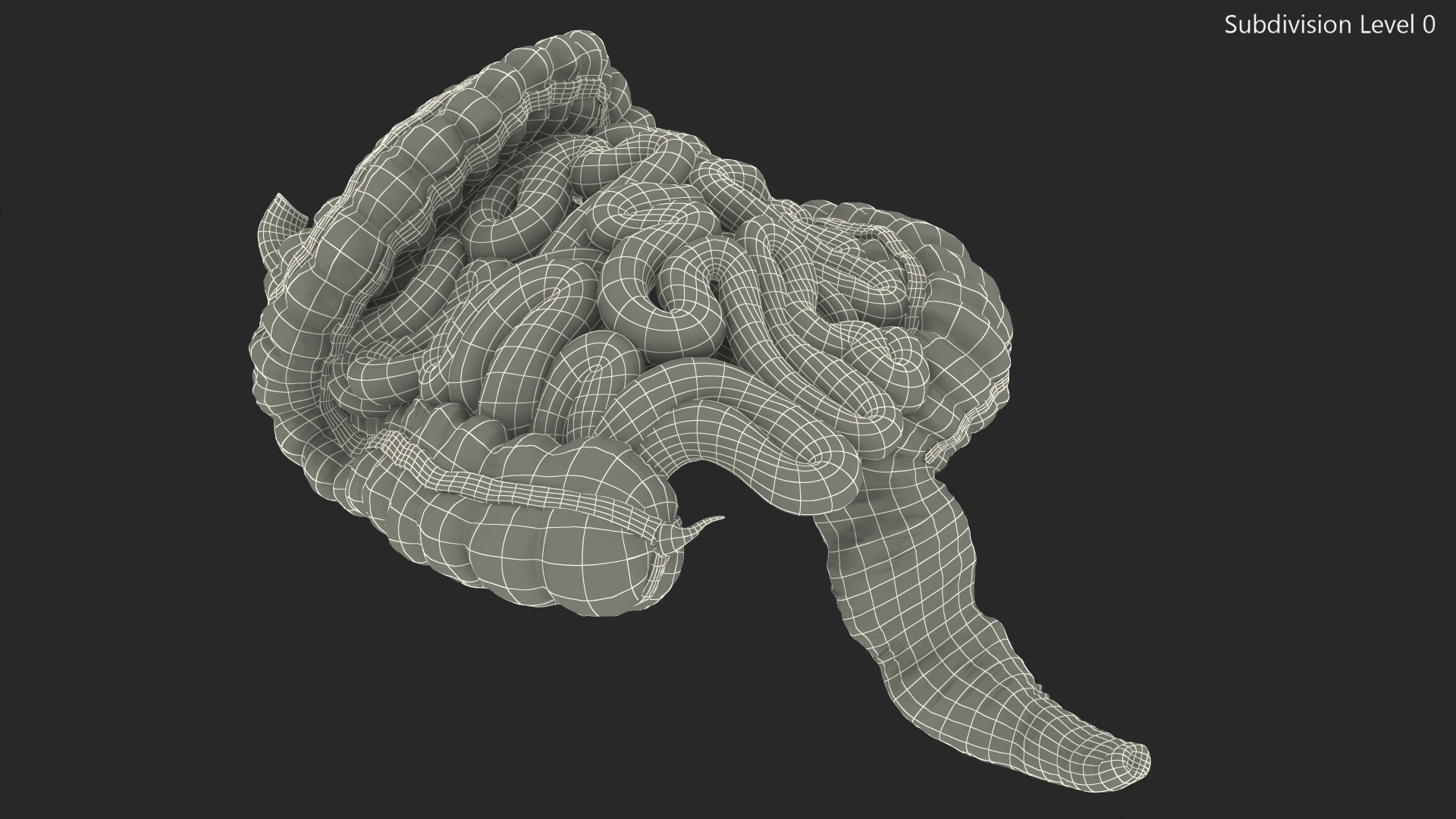 3D Human Small Inestines and Colon