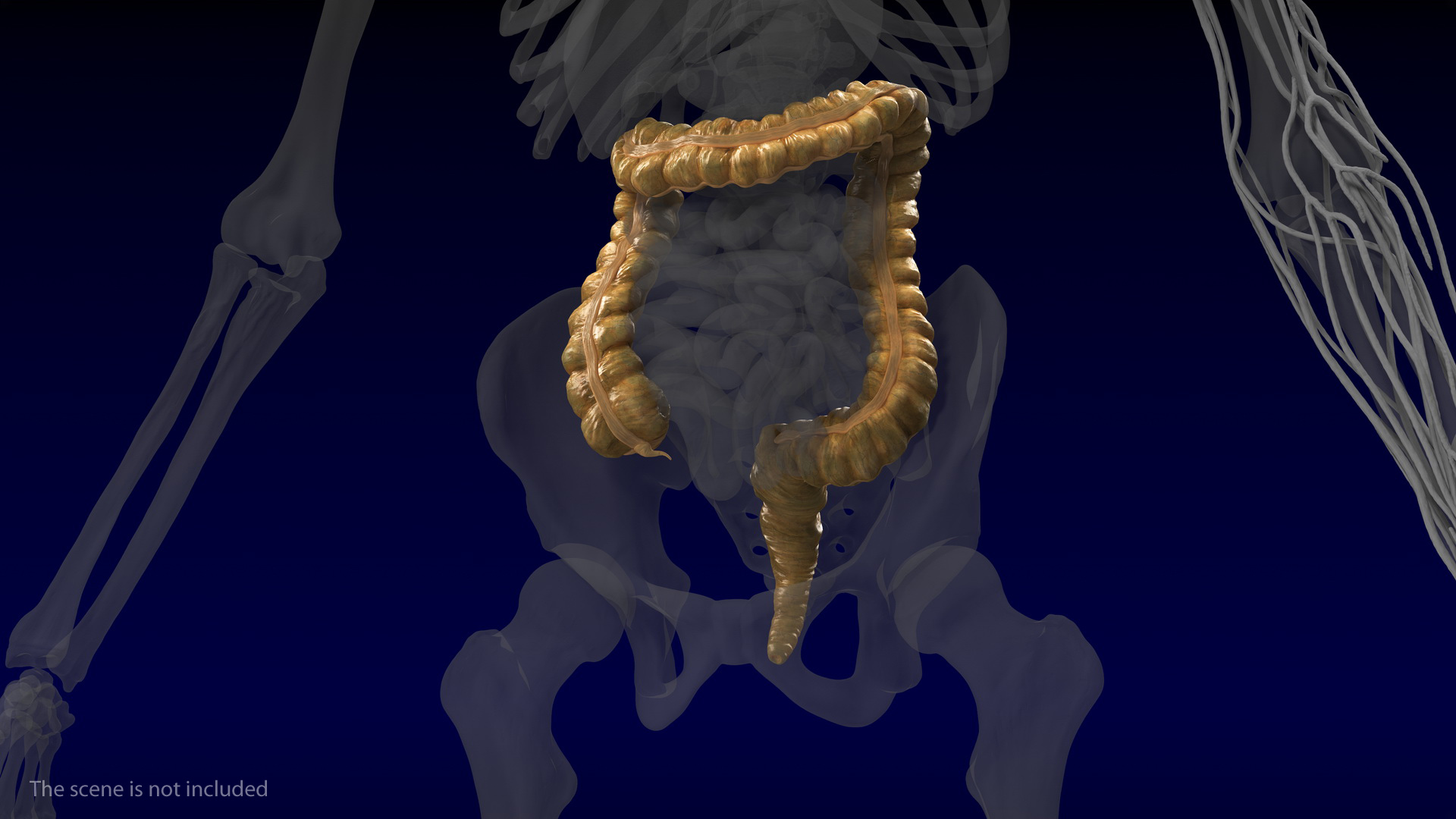 3D Human Small Inestines and Colon