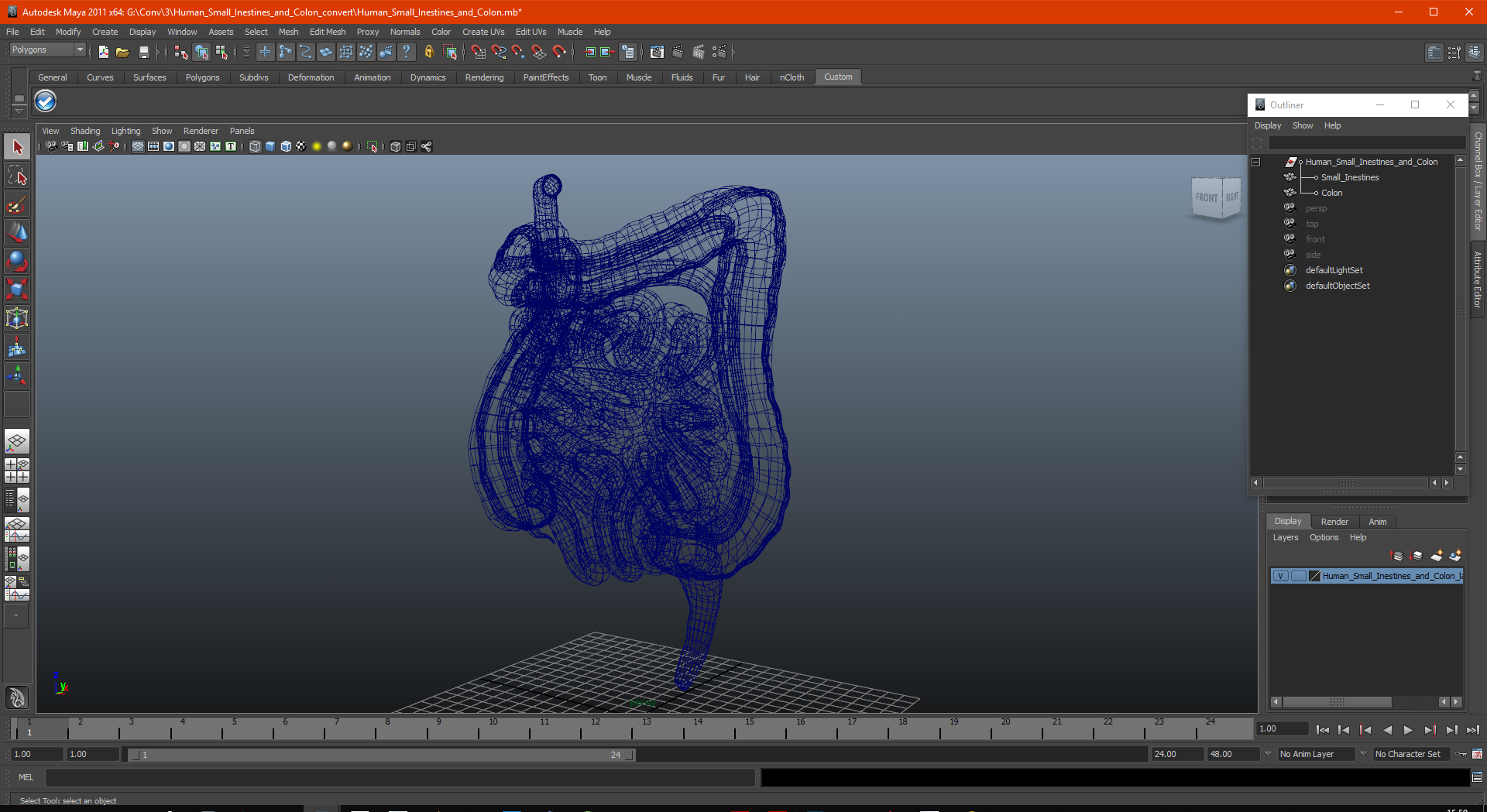 3D Human Small Inestines and Colon
