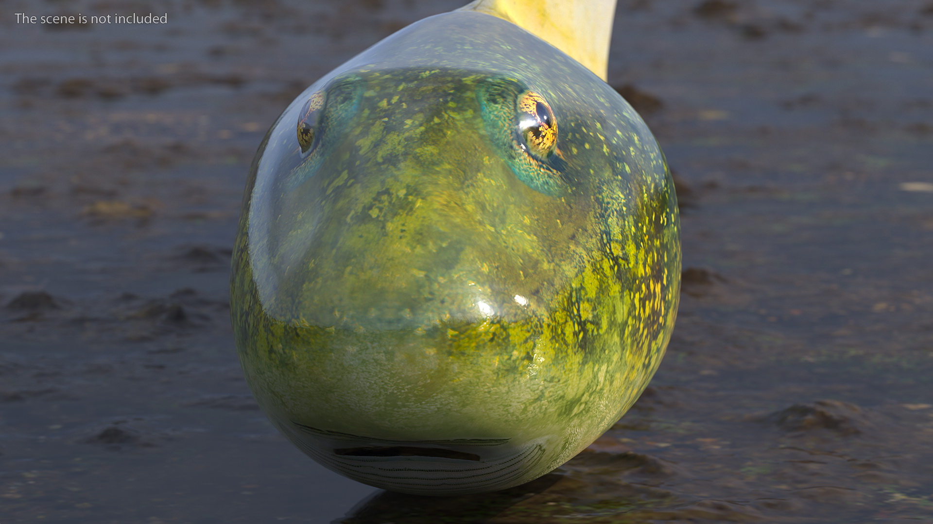 Tadpole Rigged 3D model