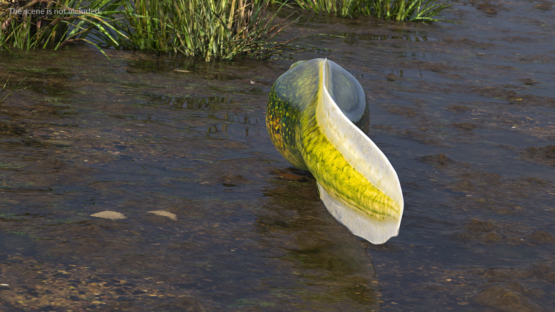 Tadpole Rigged 3D model