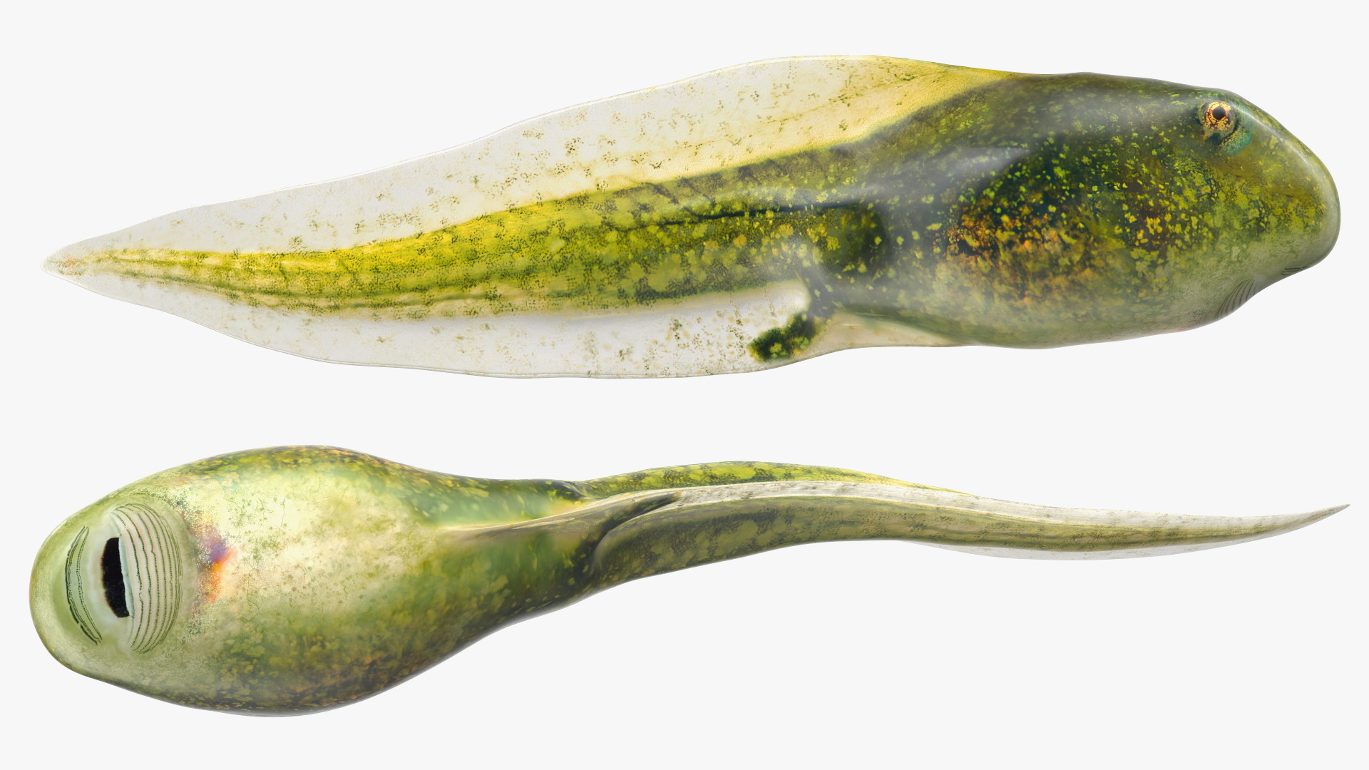Tadpole Rigged 3D model