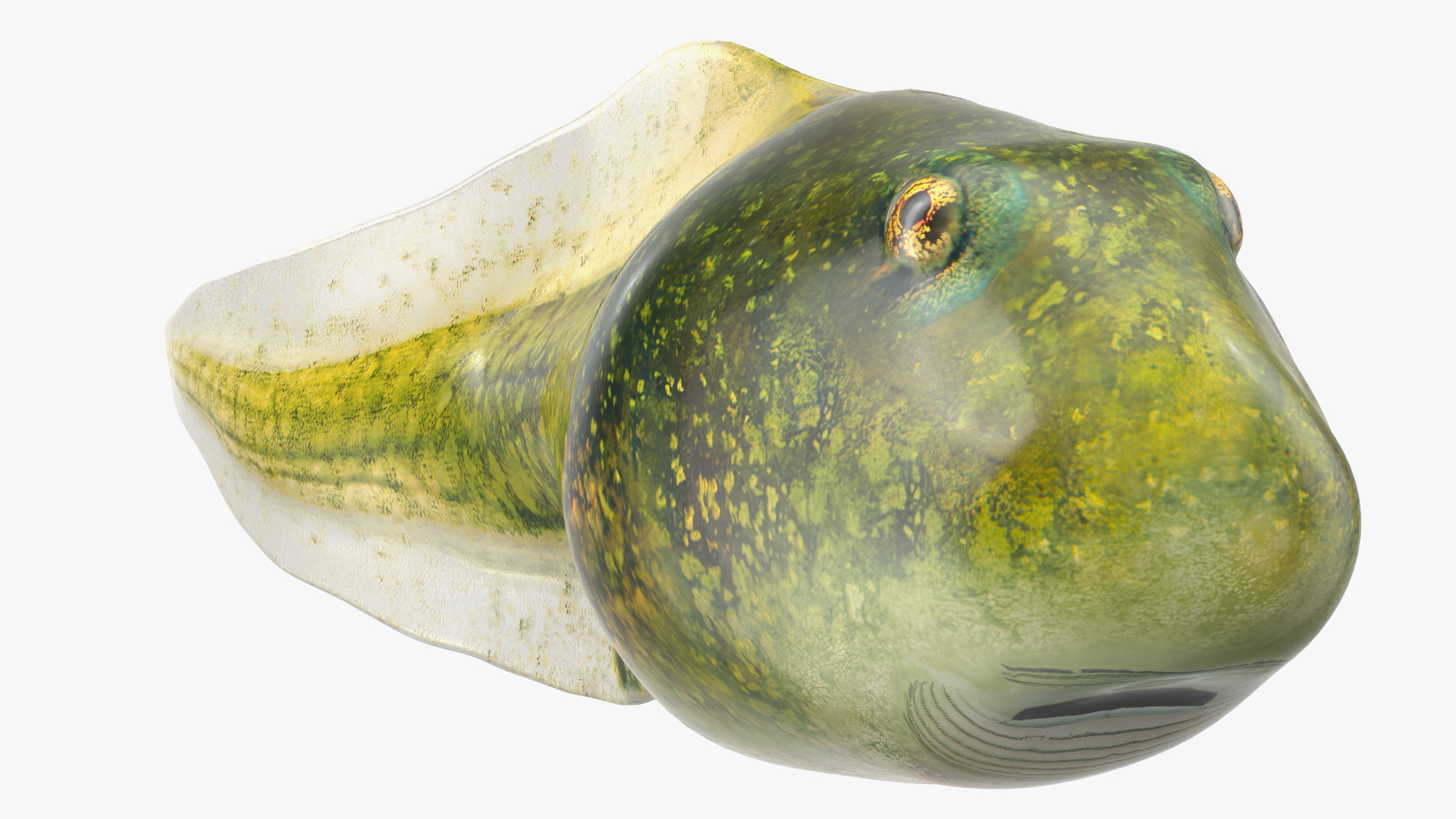 Tadpole Rigged 3D model