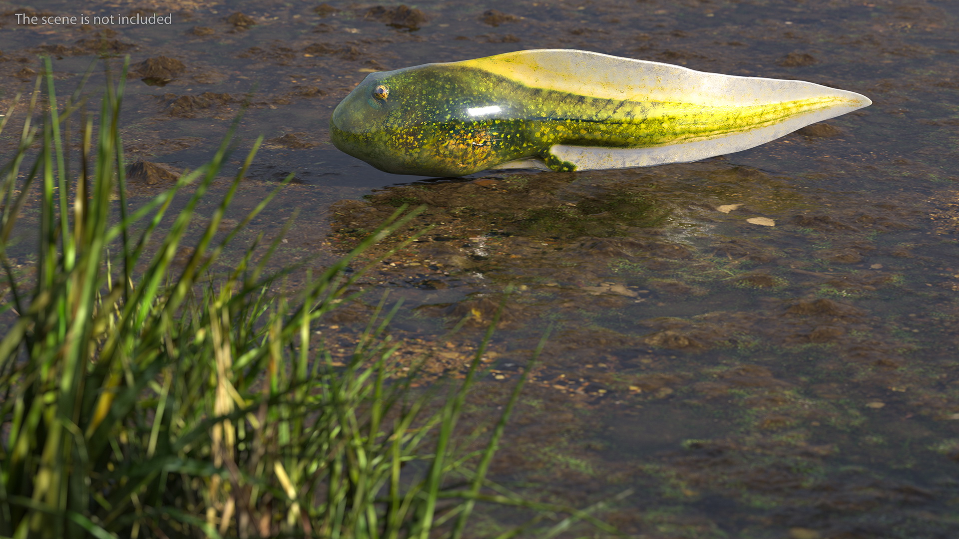 Tadpole Rigged 3D model