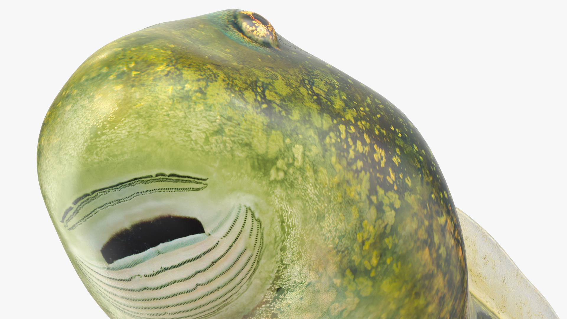 Tadpole Rigged 3D model