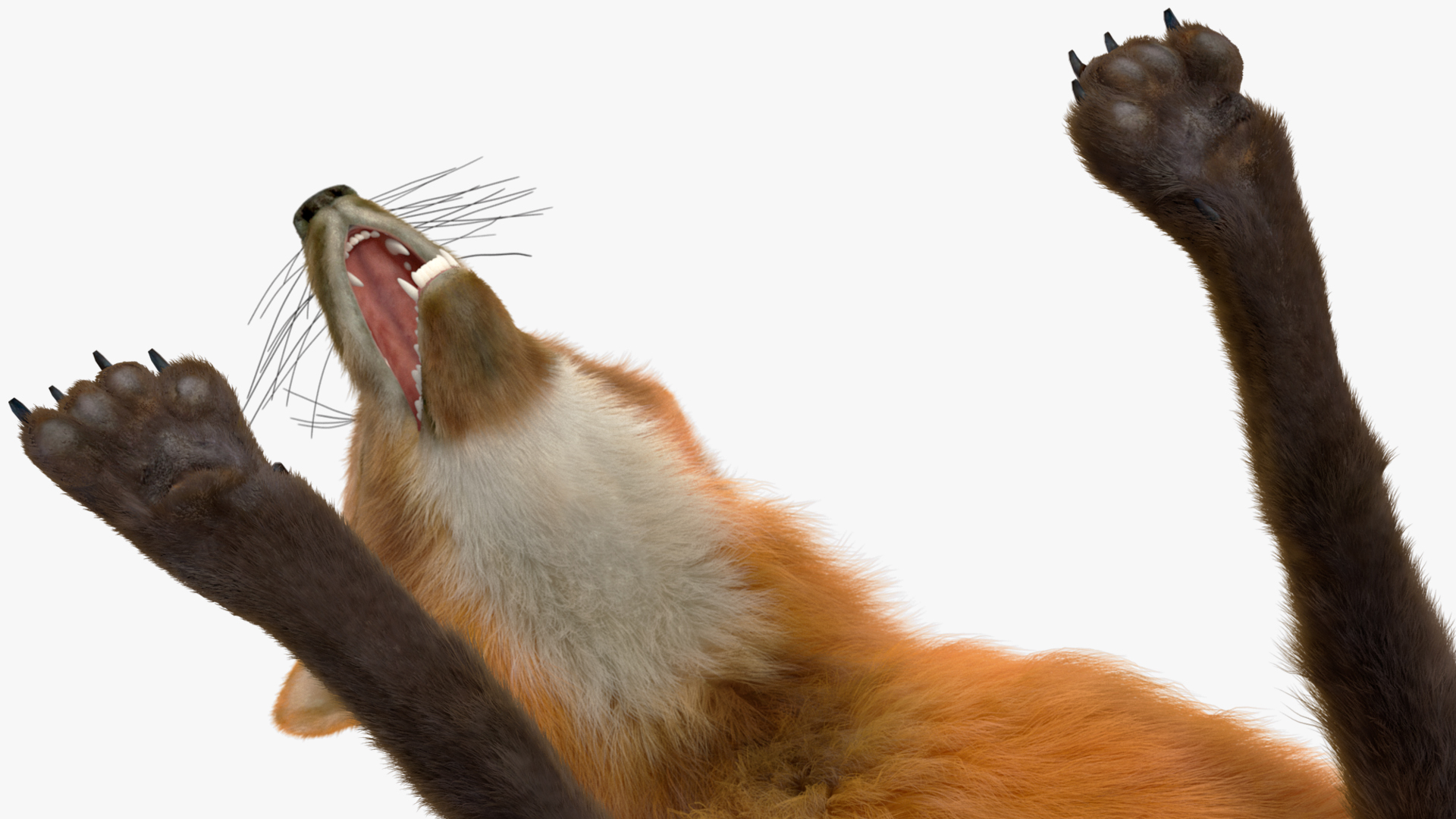 3D Maned Wolf Eating Pose Fur