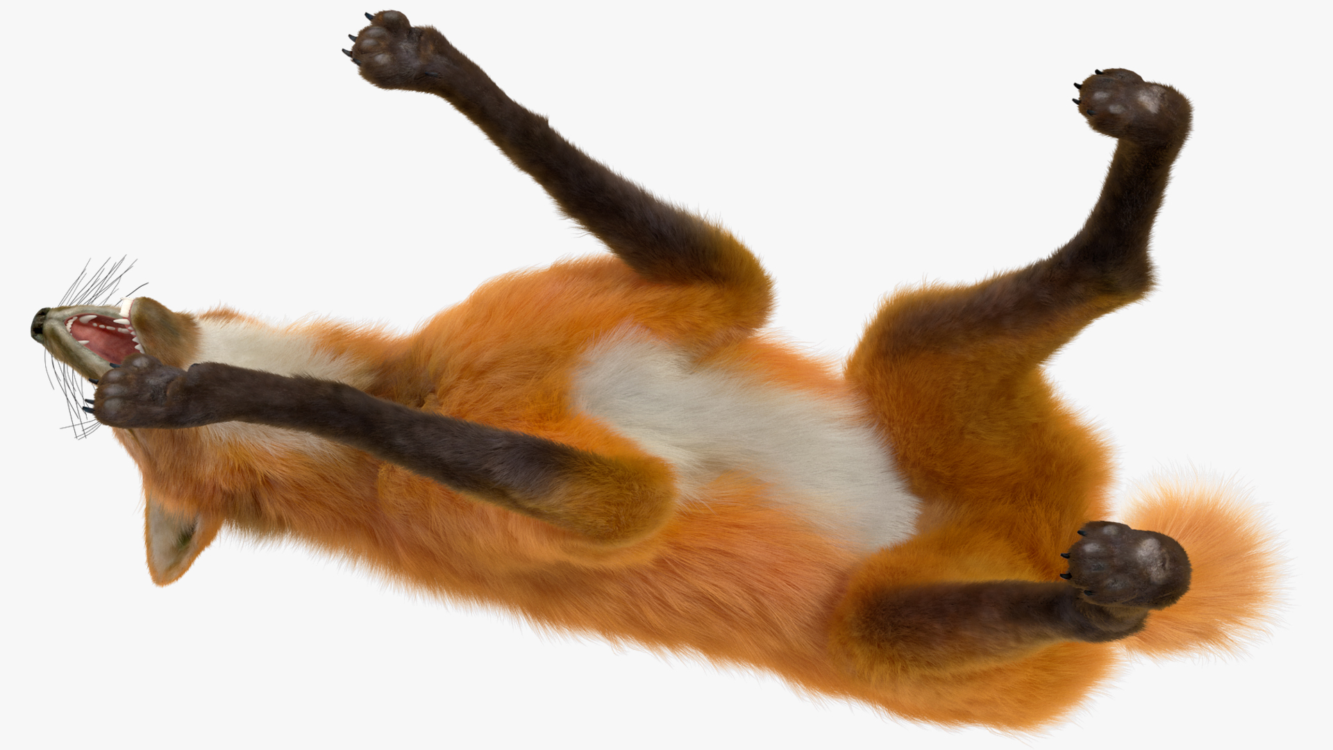 3D Maned Wolf Eating Pose Fur