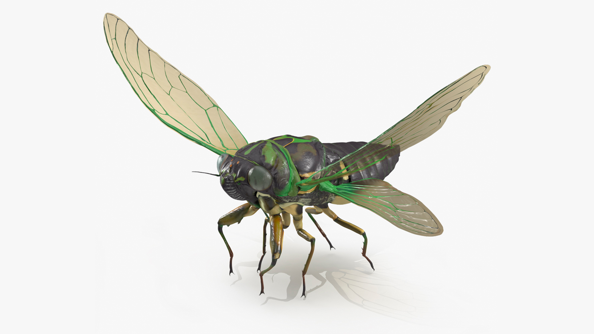 Cicada Pose Takeoff 3D model