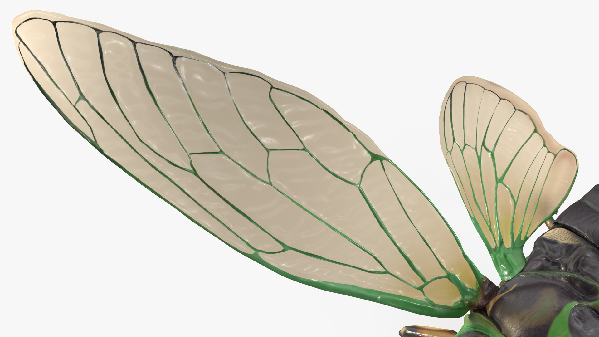 Cicada Pose Takeoff 3D model