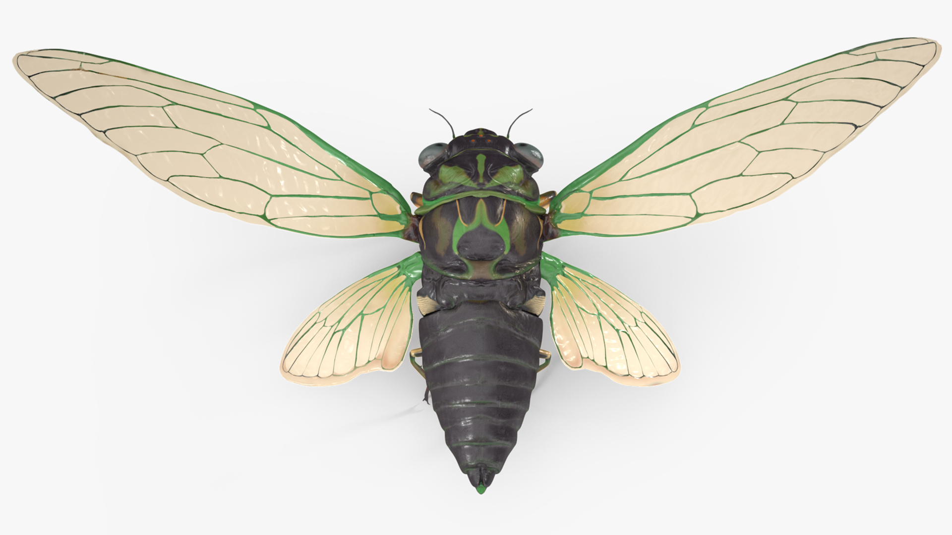 Cicada Pose Takeoff 3D model