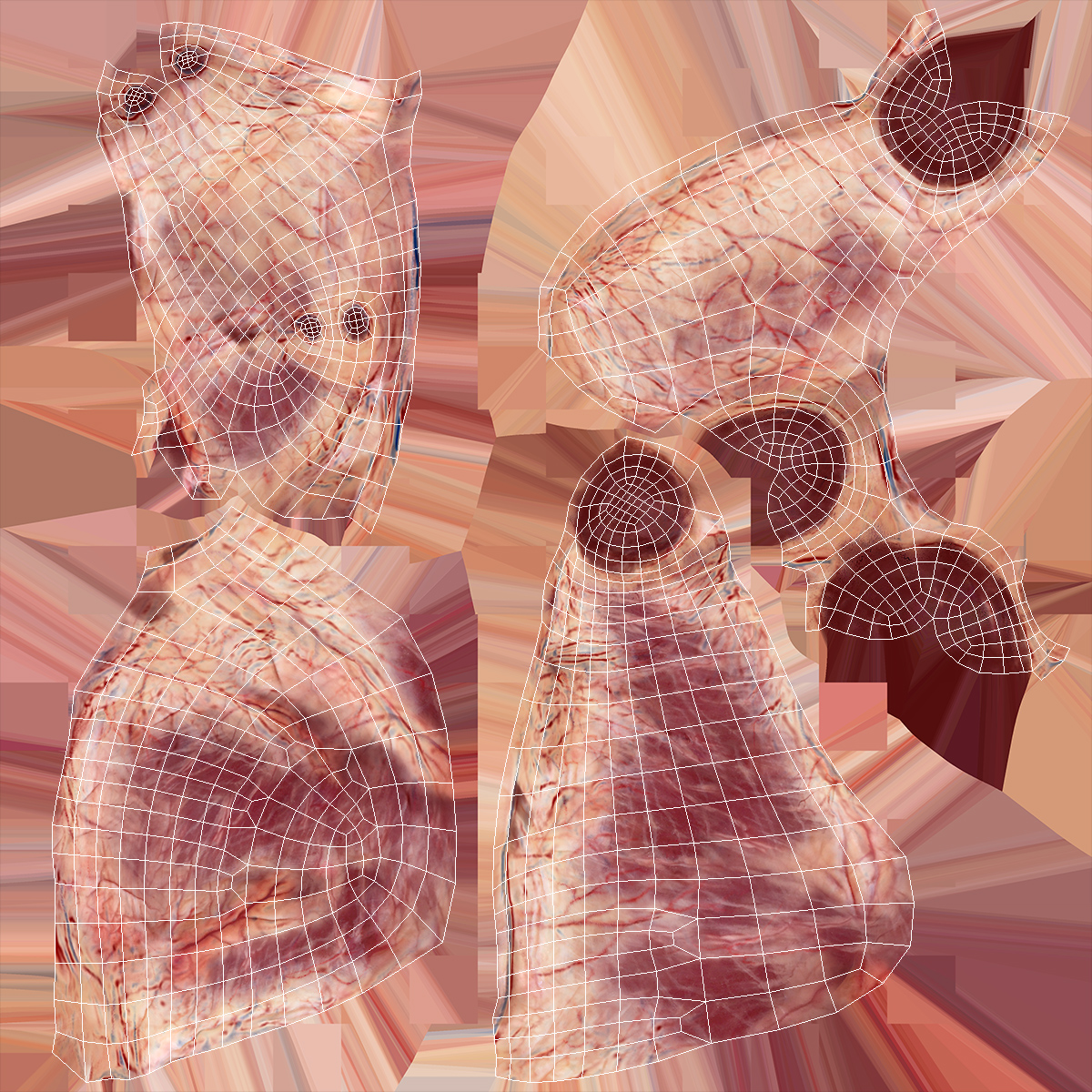 Human Heart and Thymus 3D