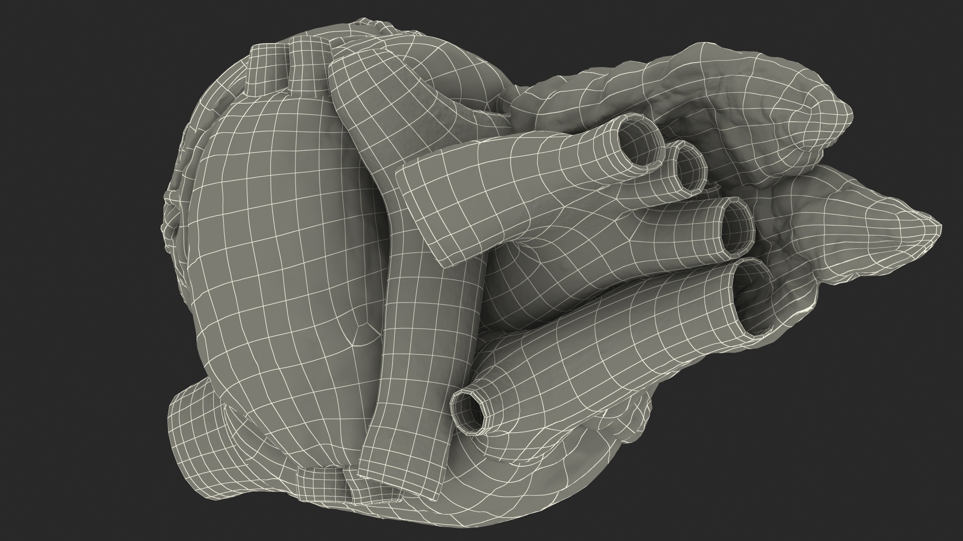 Human Heart and Thymus 3D