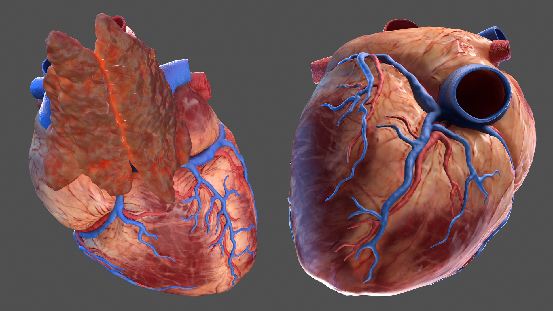 Human Heart and Thymus 3D