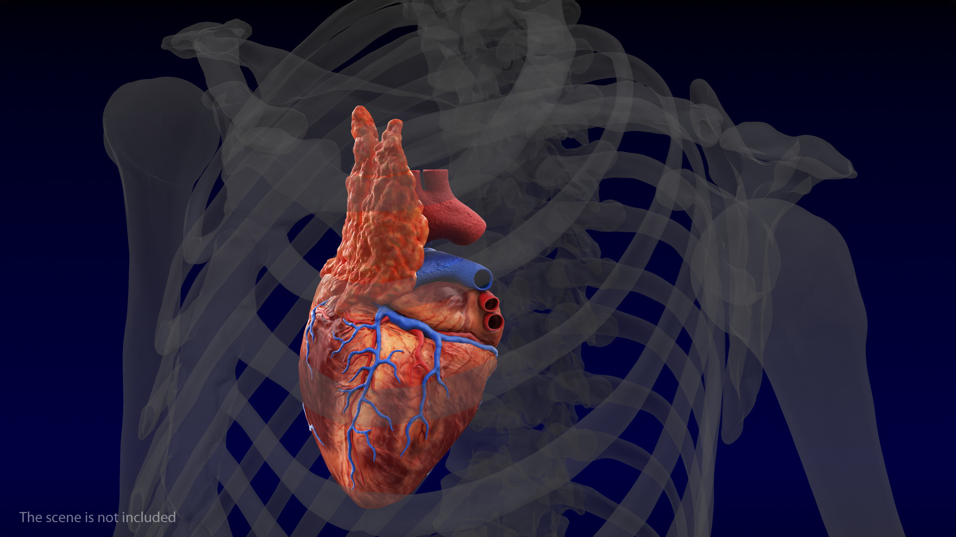 Human Heart and Thymus 3D