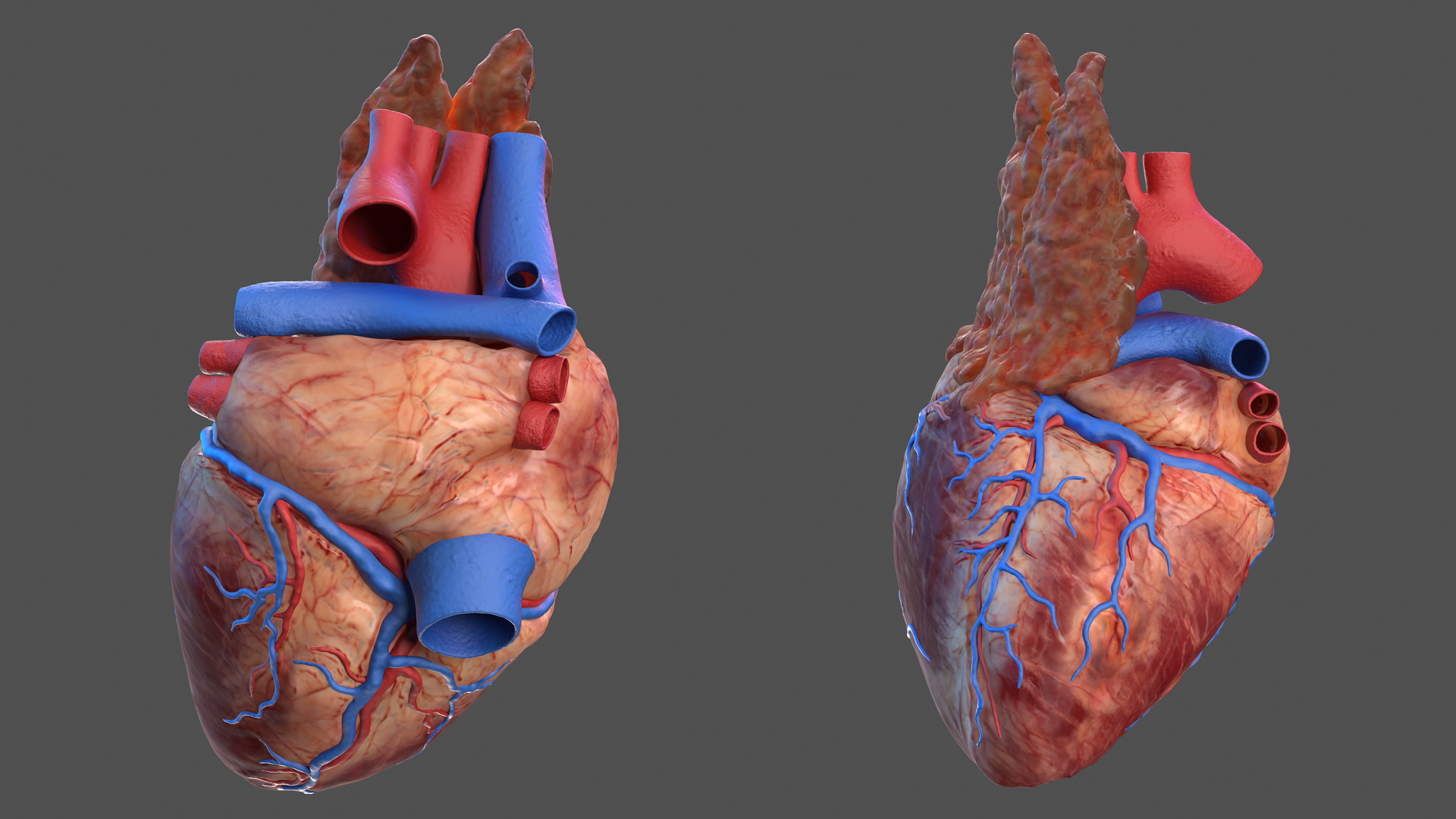 Human Heart and Thymus 3D
