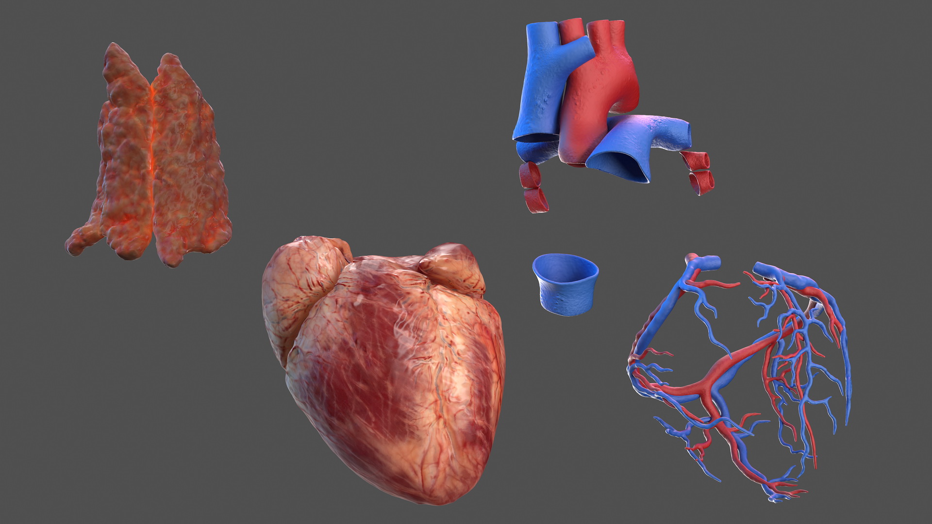 Human Heart and Thymus 3D