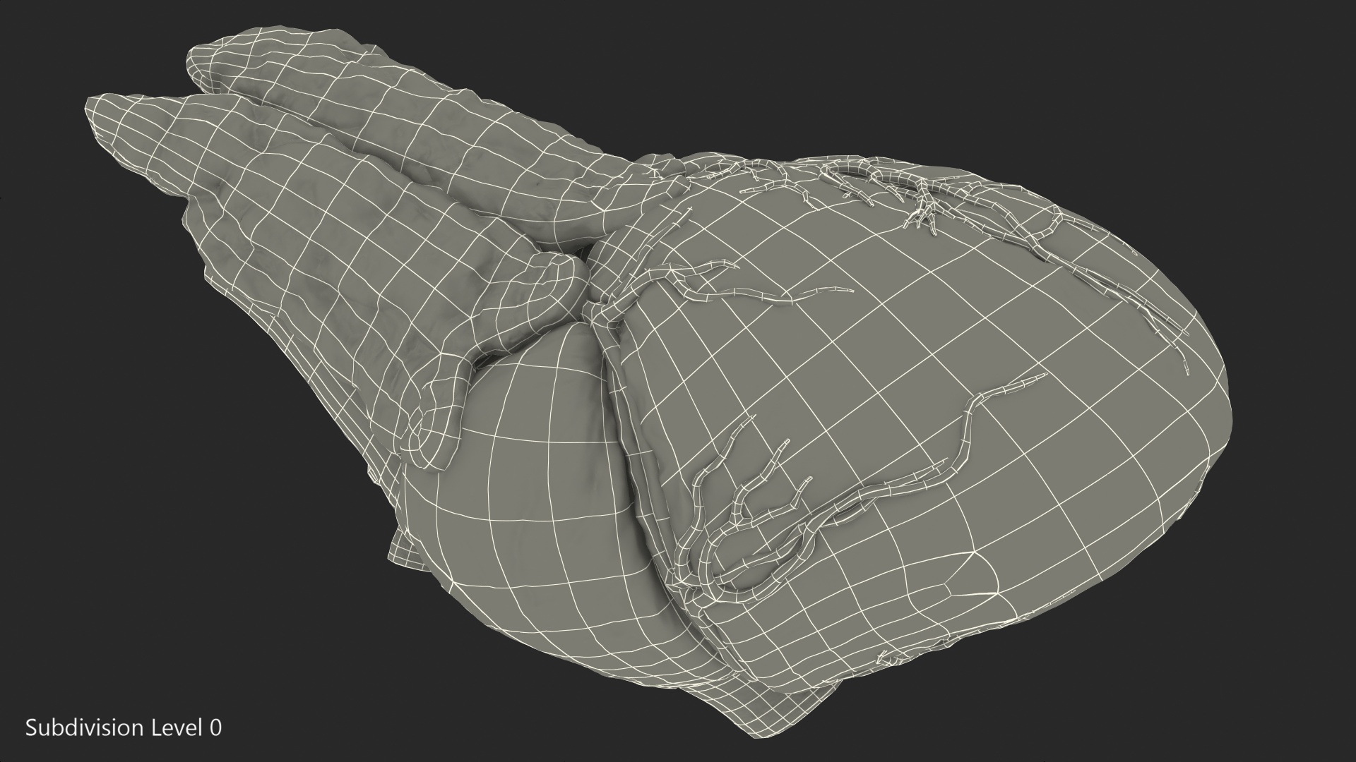 Human Heart and Thymus 3D