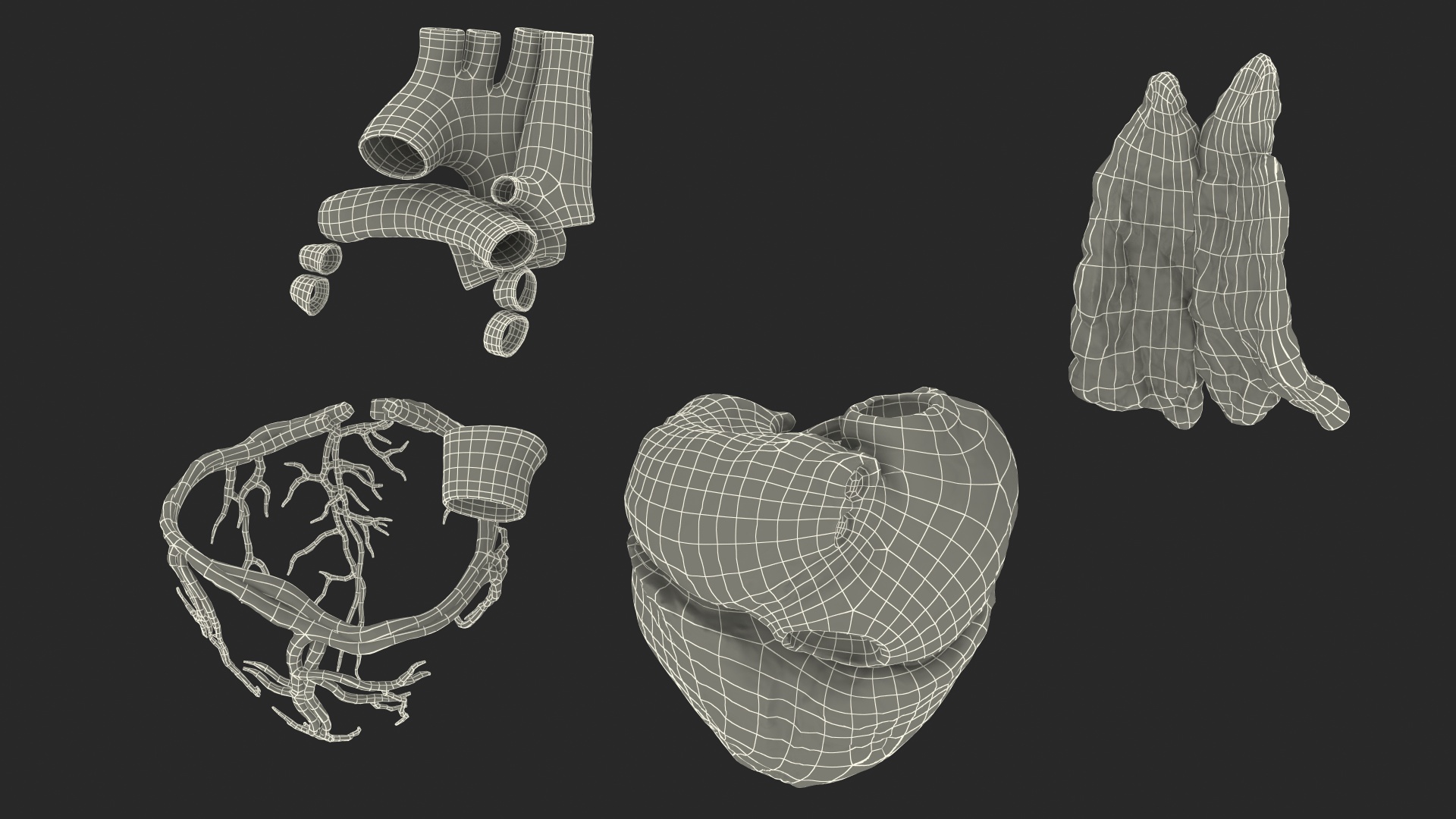 Human Heart and Thymus 3D
