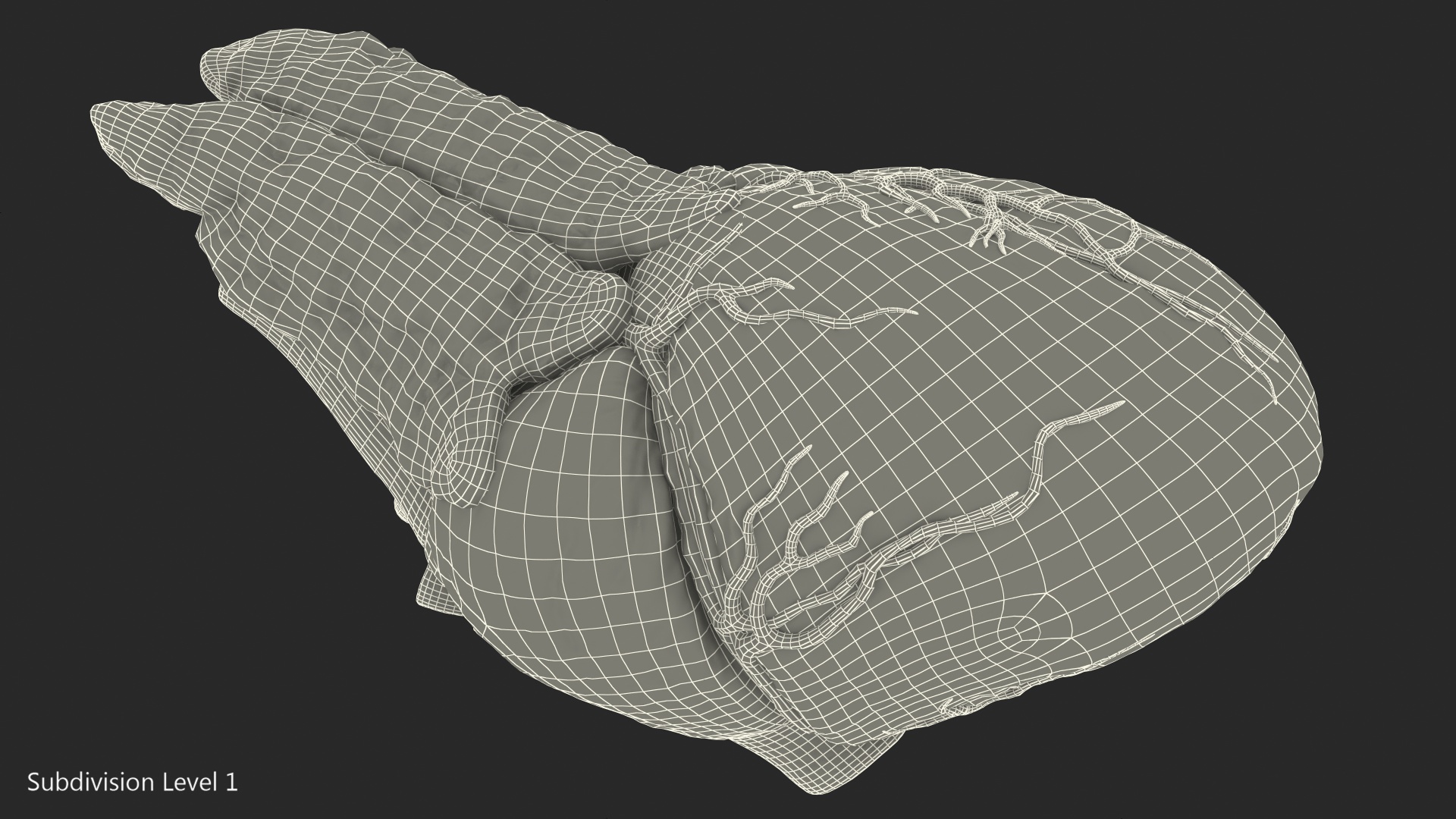 Human Heart and Thymus 3D