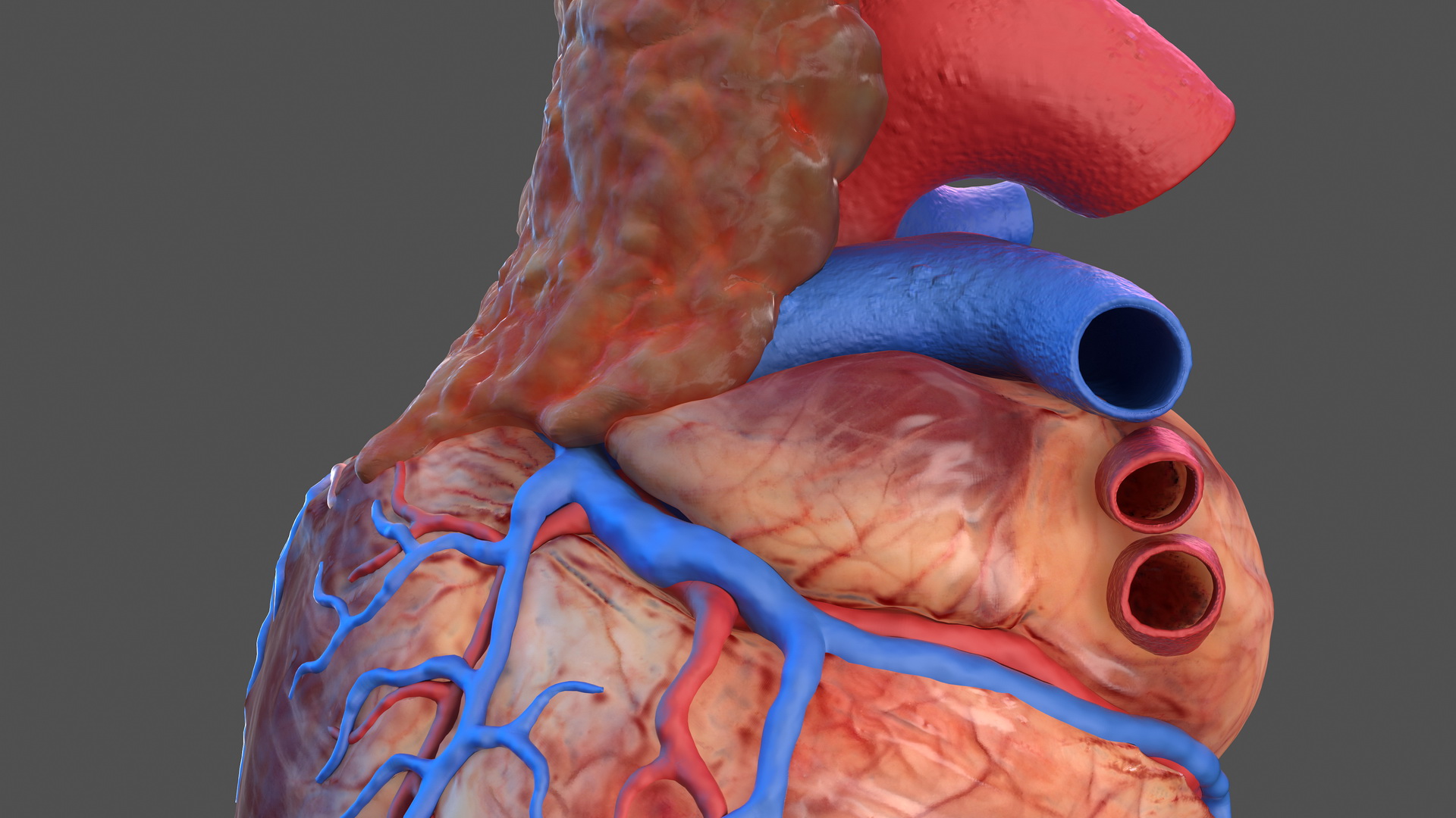 Human Heart and Thymus 3D