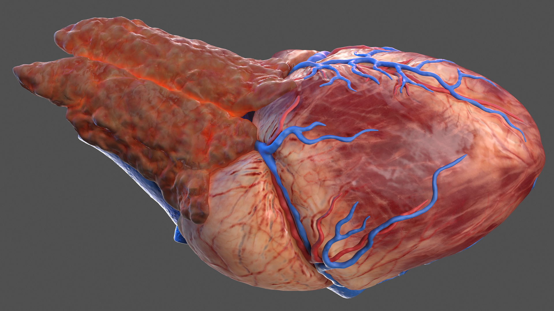 Human Heart and Thymus 3D