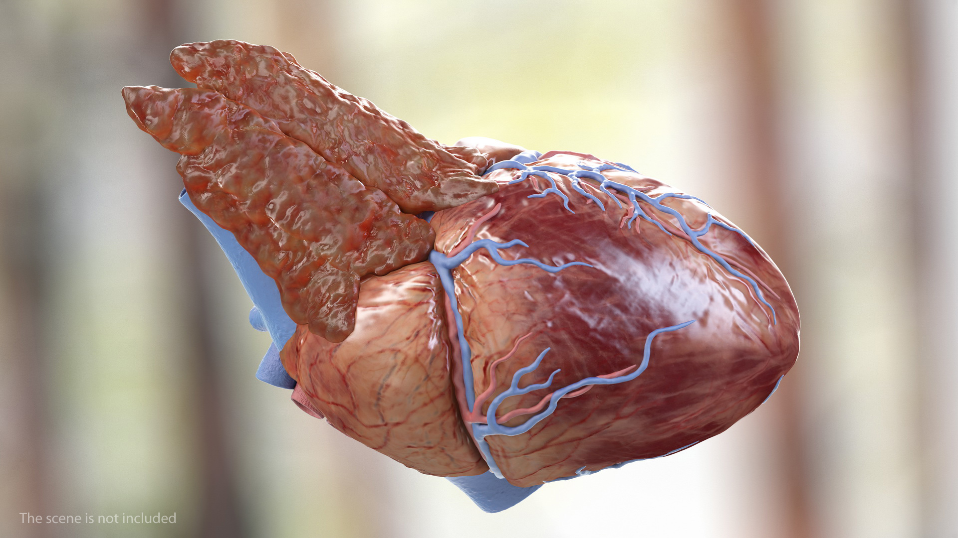 Human Heart and Thymus 3D