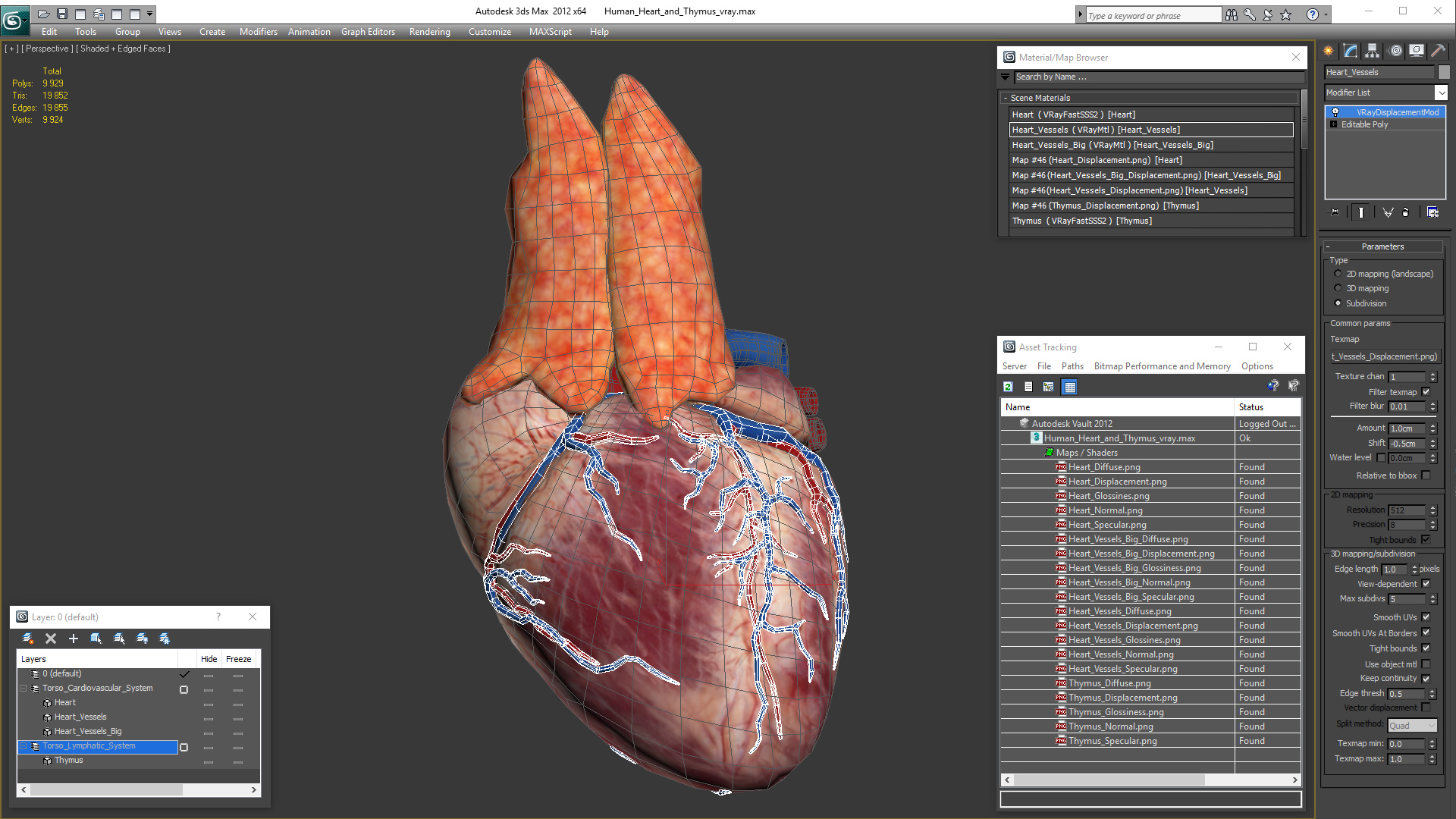 Human Heart and Thymus 3D