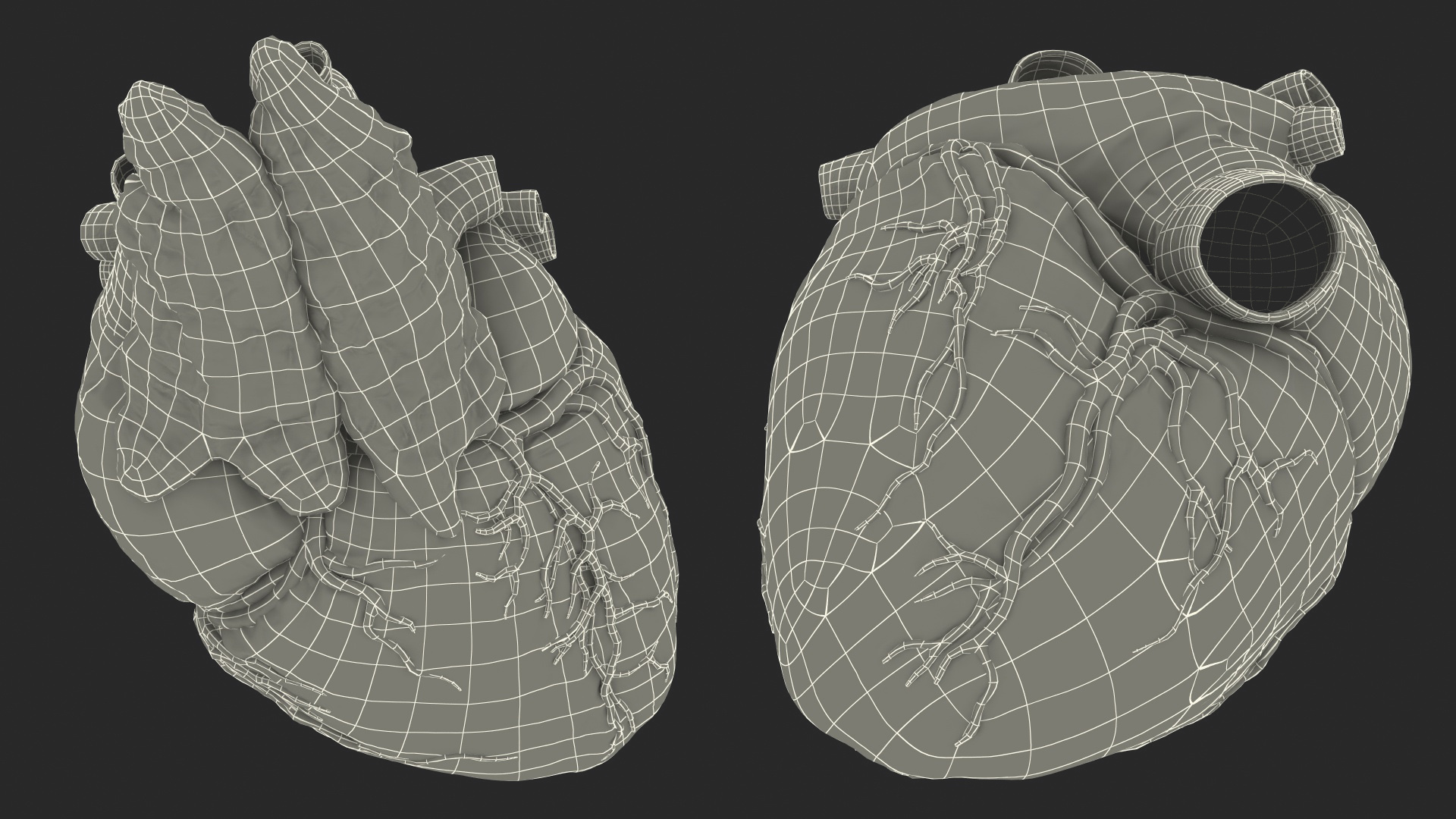 Human Heart and Thymus 3D