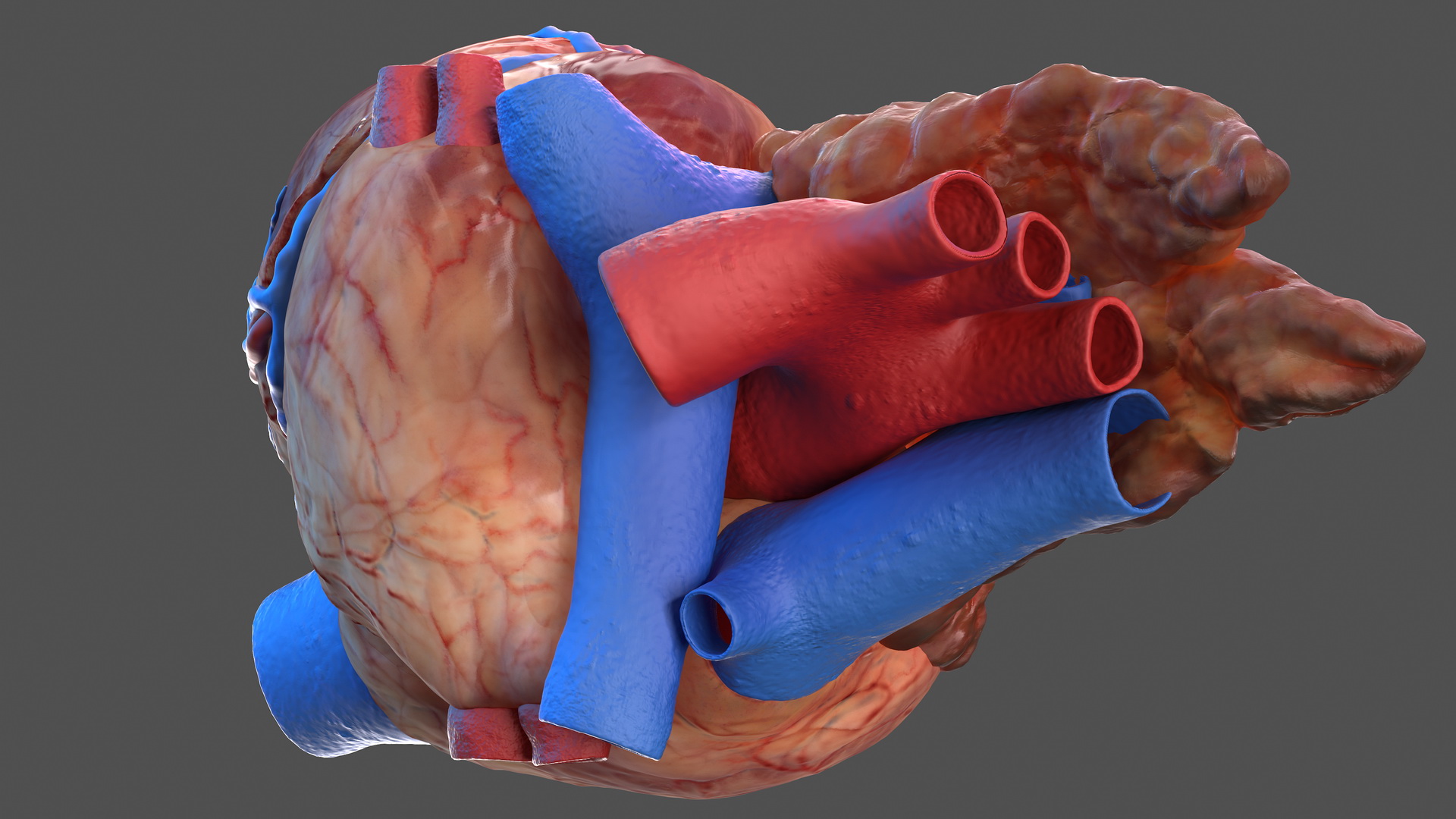 Human Heart and Thymus 3D