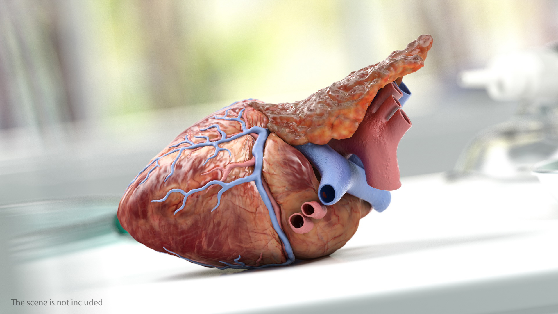 Human Heart and Thymus 3D