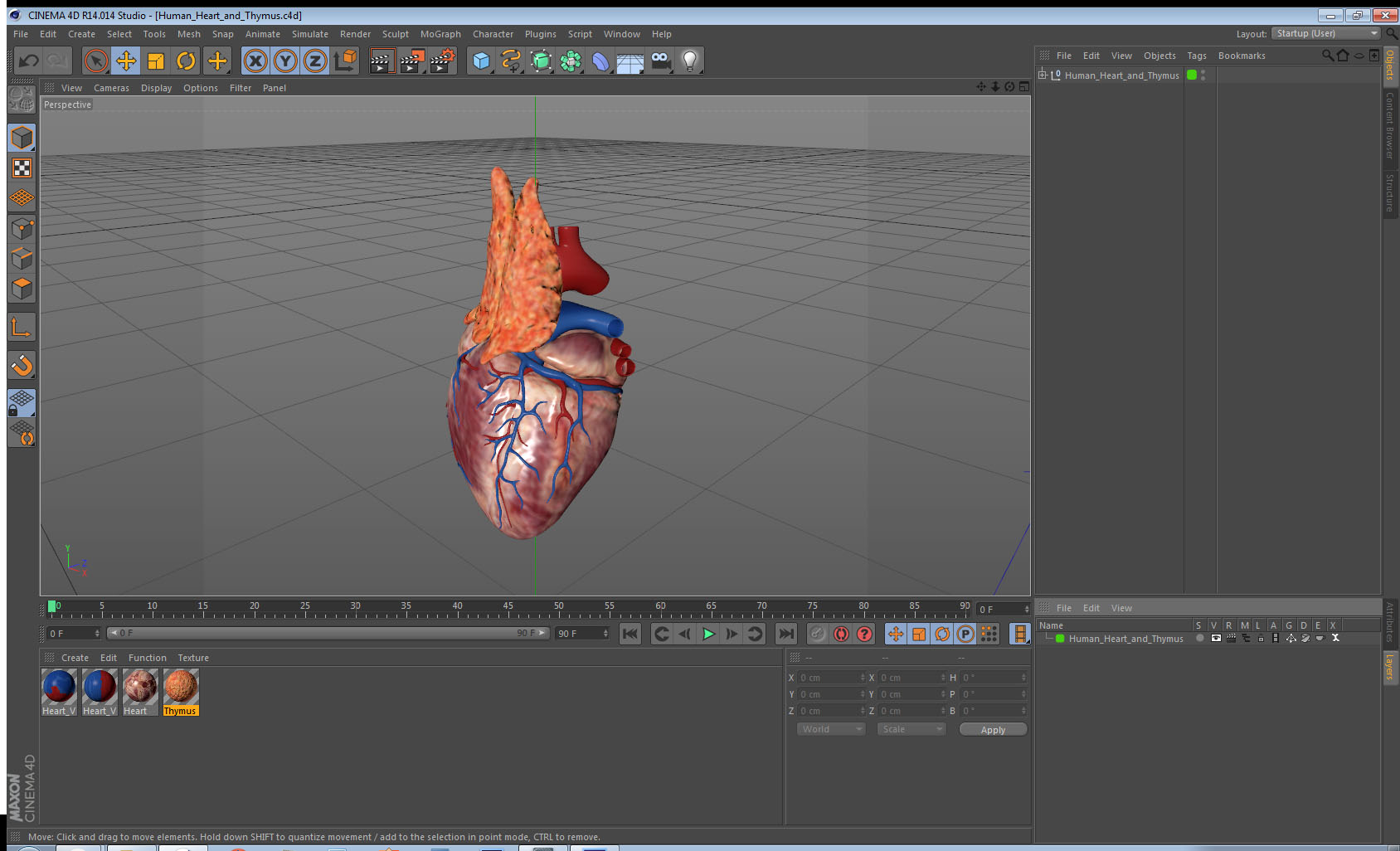 Human Heart and Thymus 3D