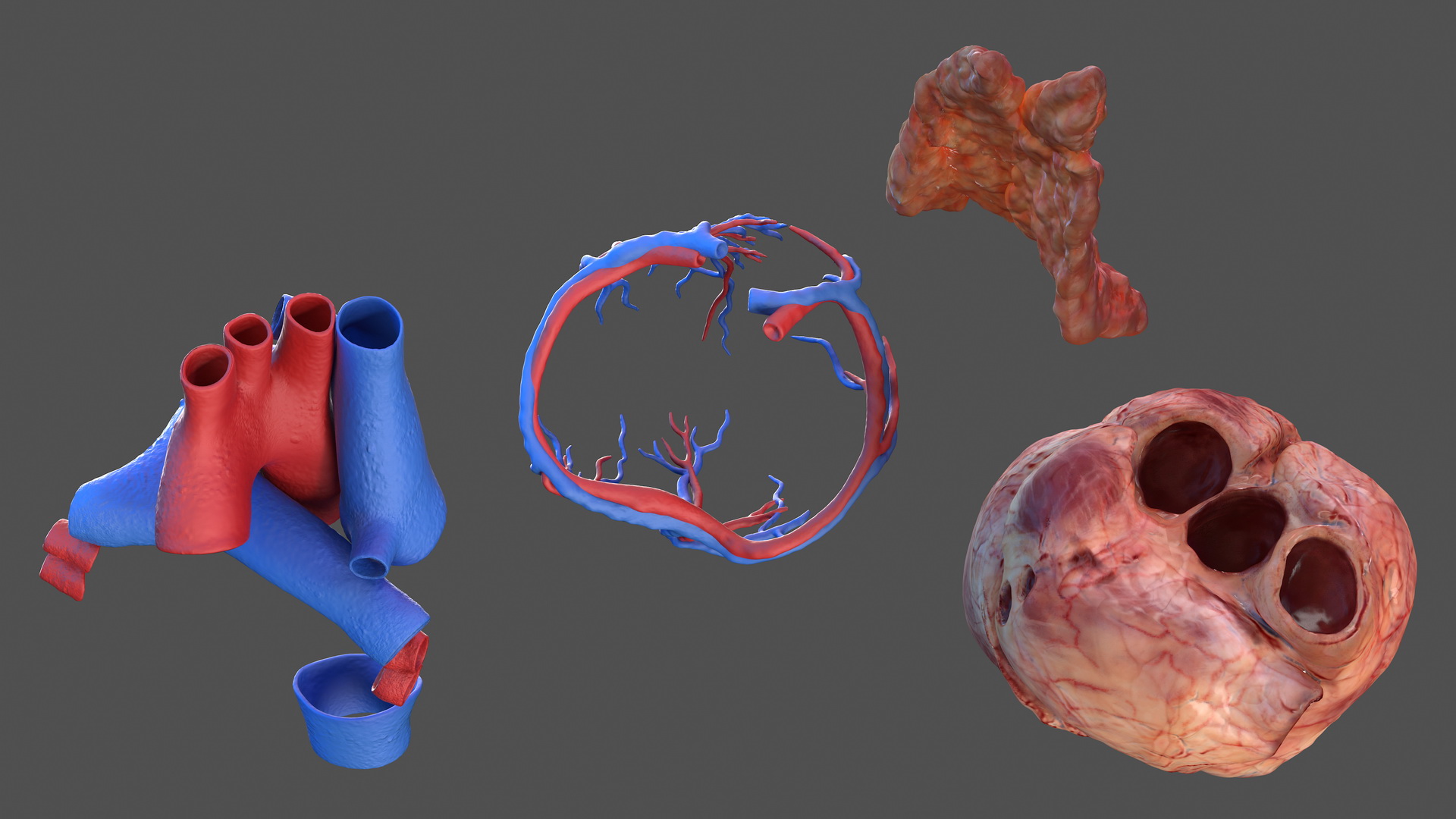 Human Heart and Thymus 3D