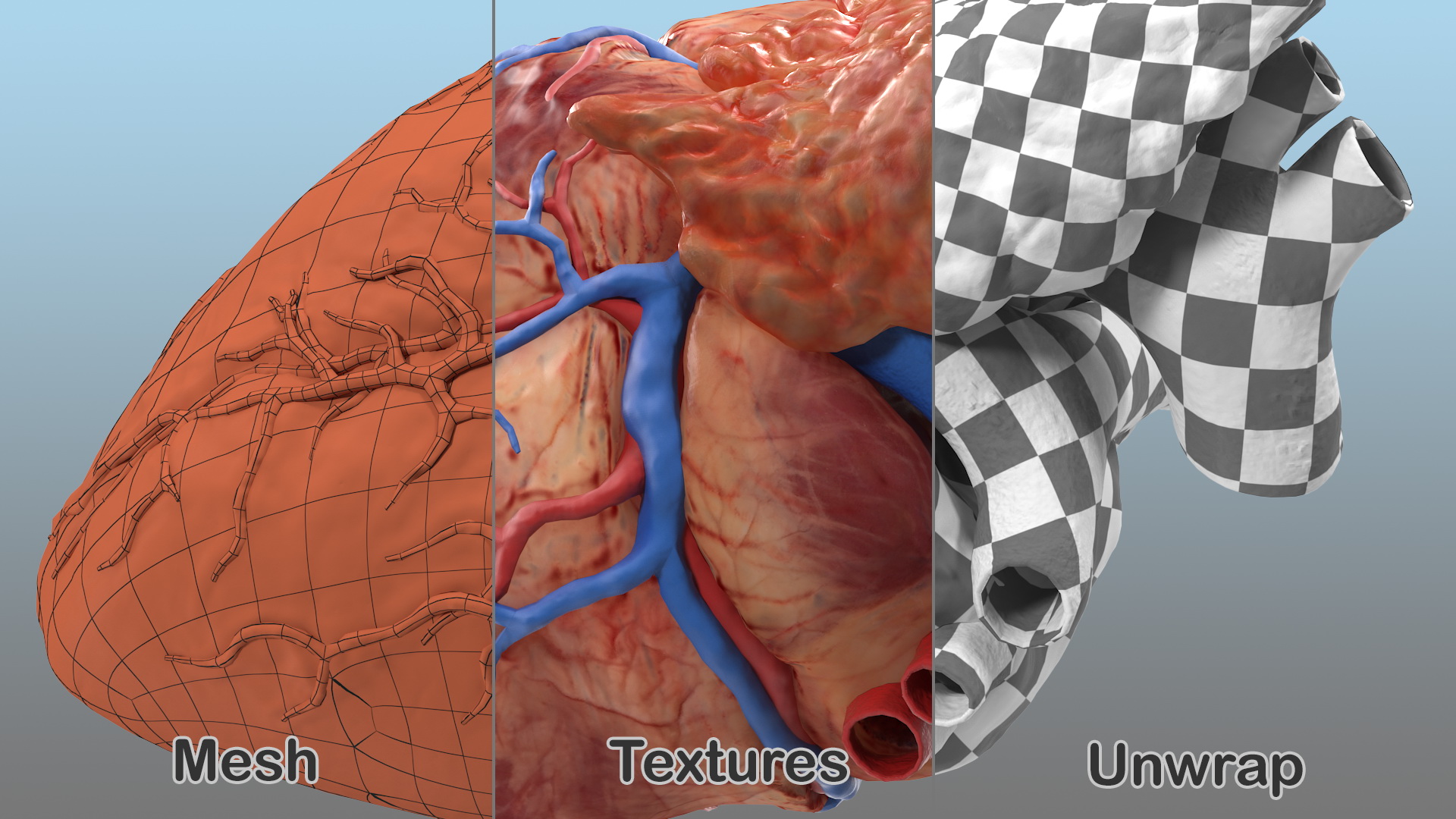 Human Heart and Thymus 3D