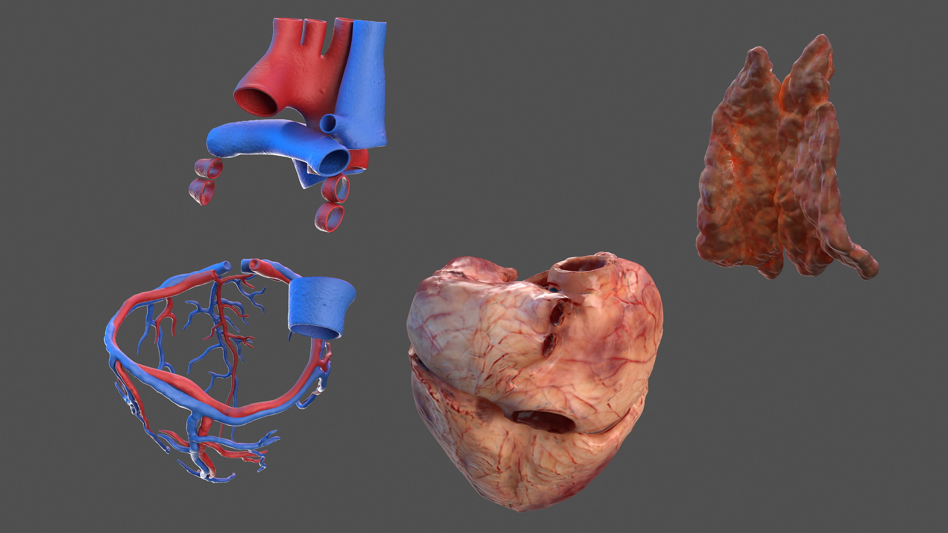 Human Heart and Thymus 3D