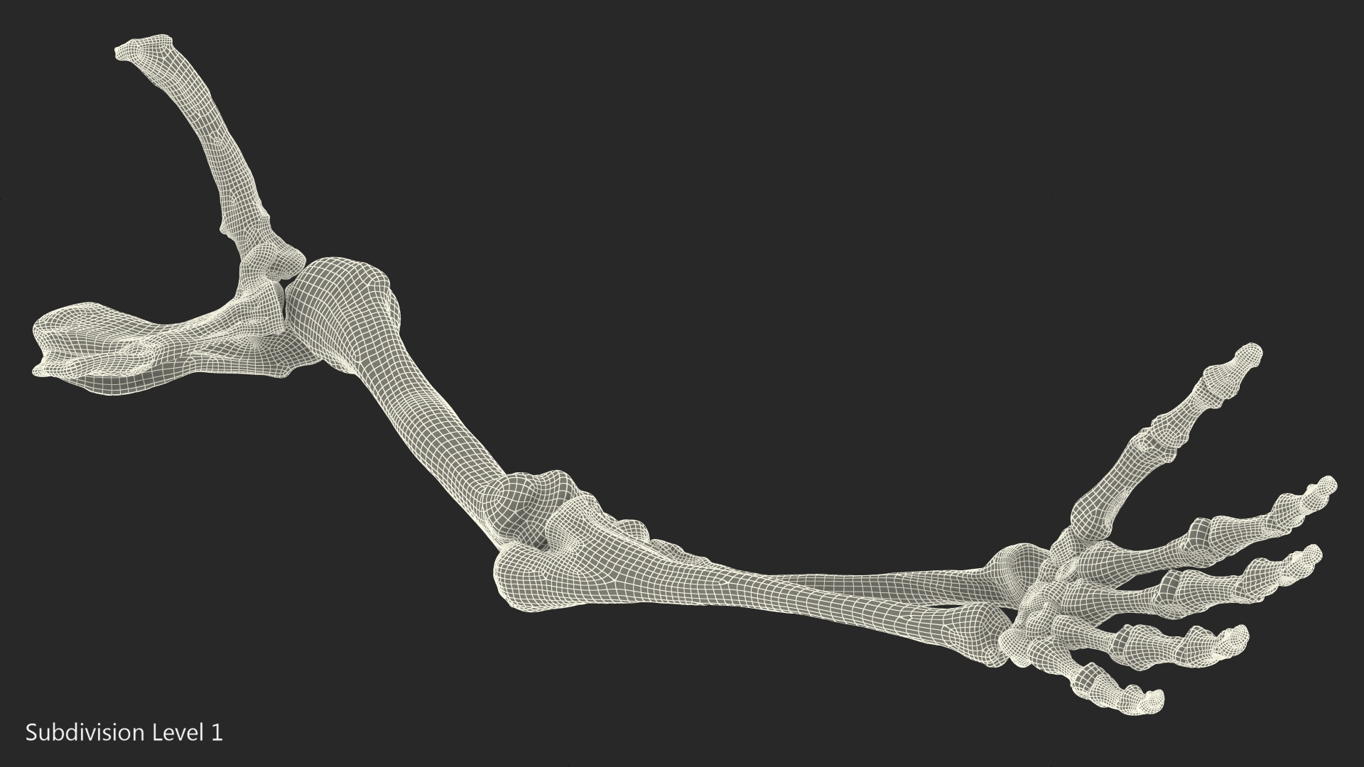 3D Human Arm Skeleton model