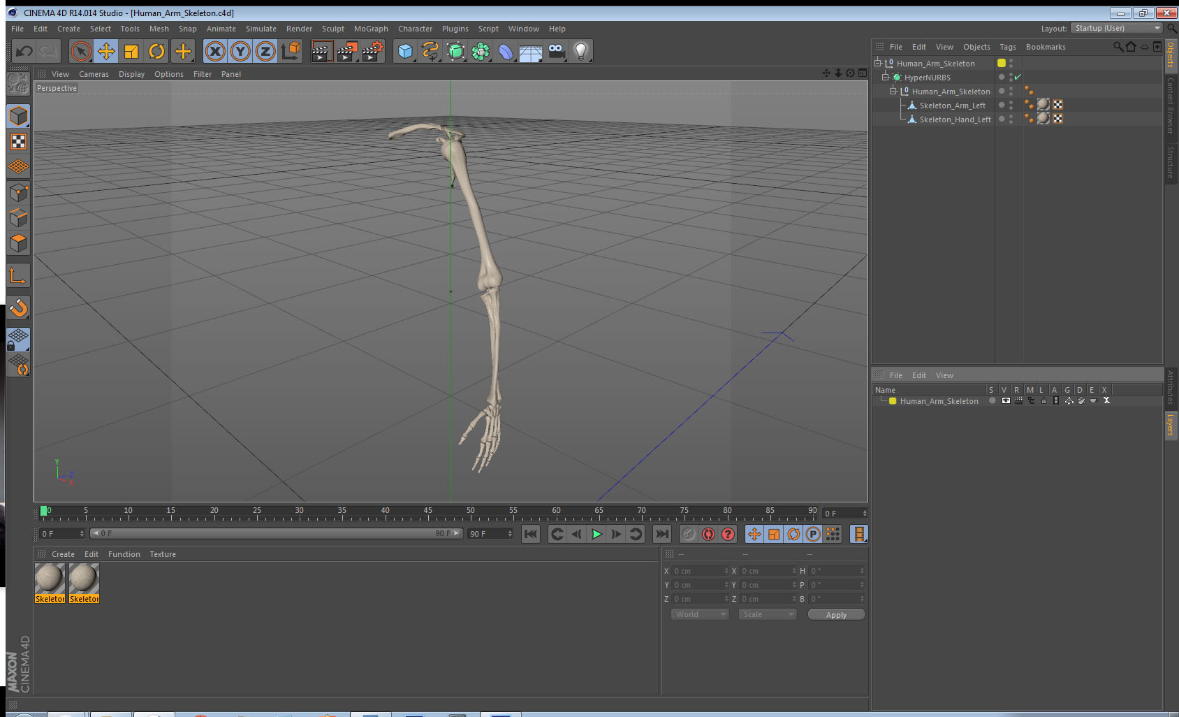 3D Human Arm Skeleton model