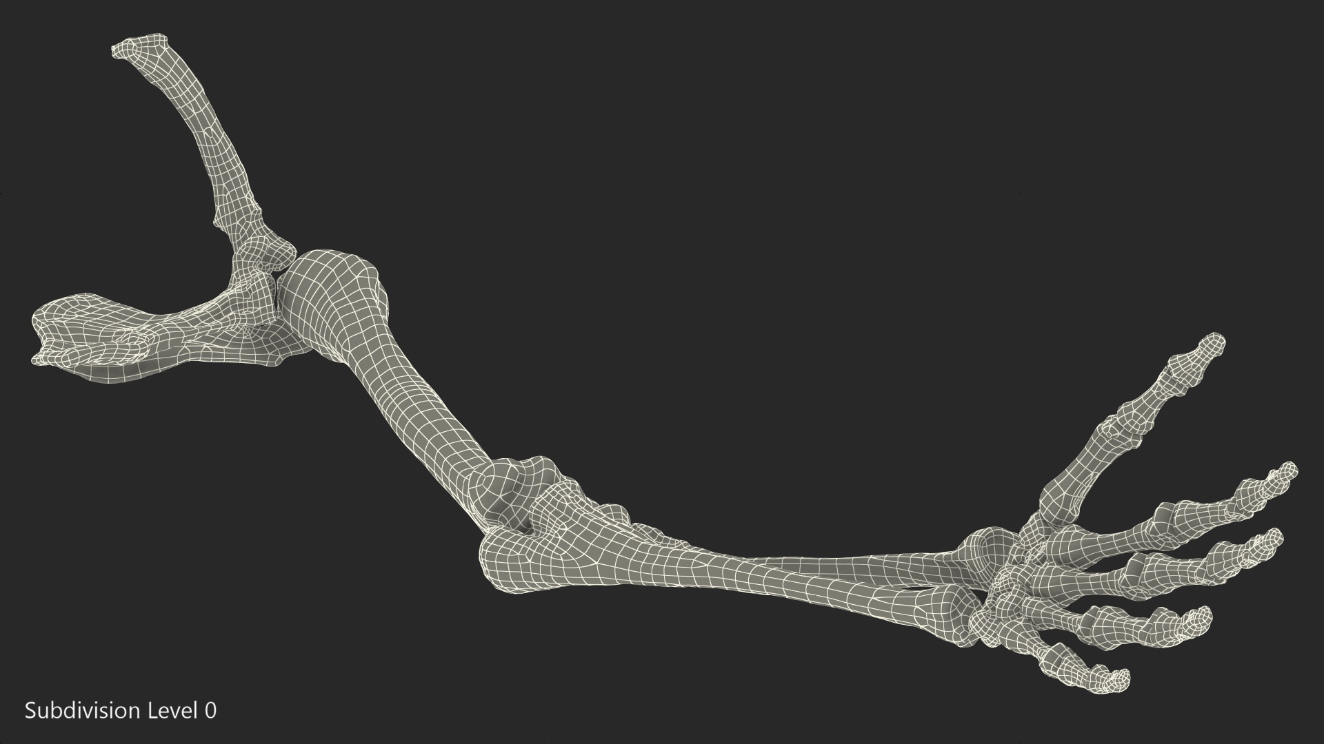 3D Human Arm Skeleton model