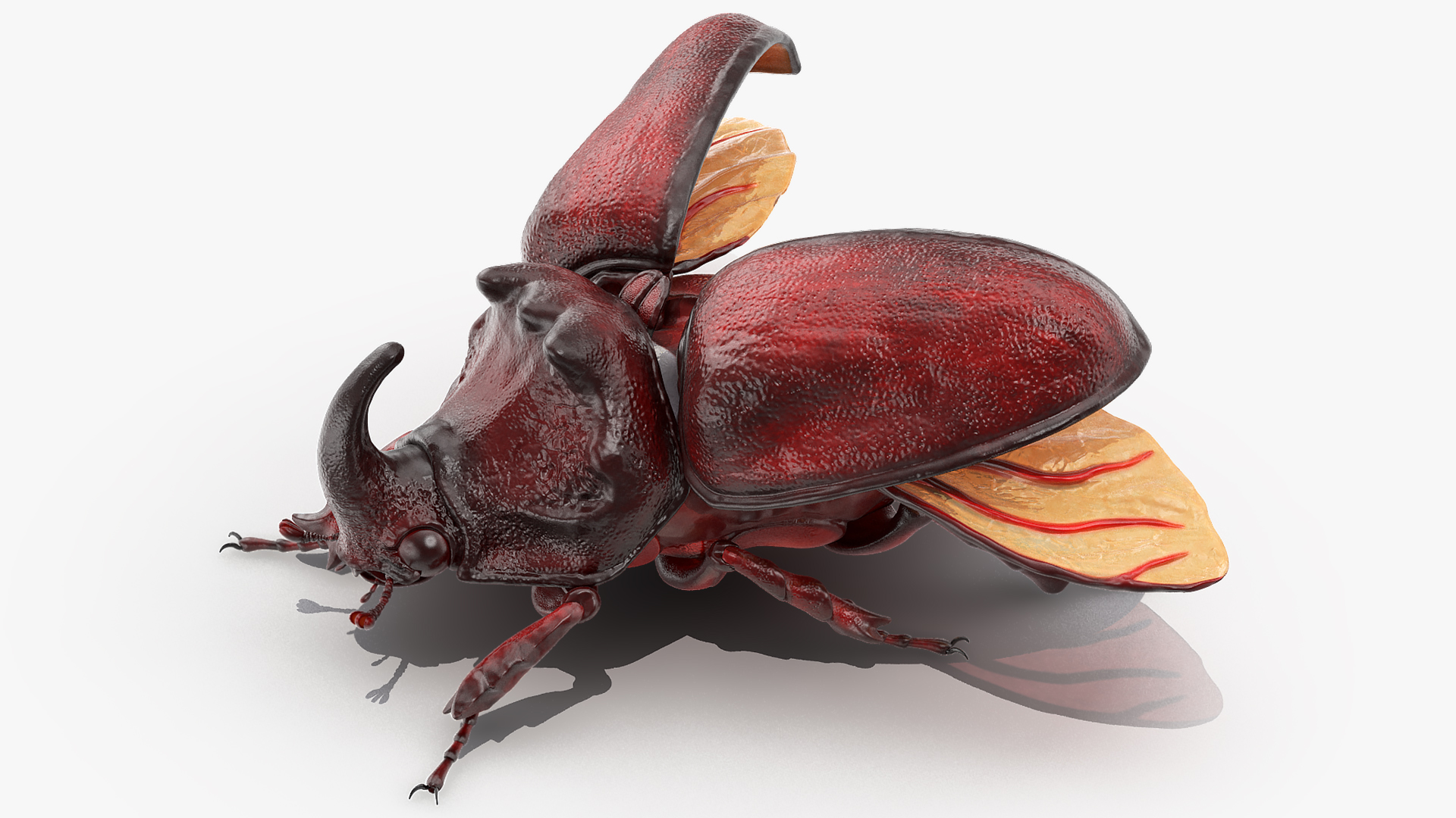 3D Rhinoceros Beetle Oryctes Nasicornis Rigged model