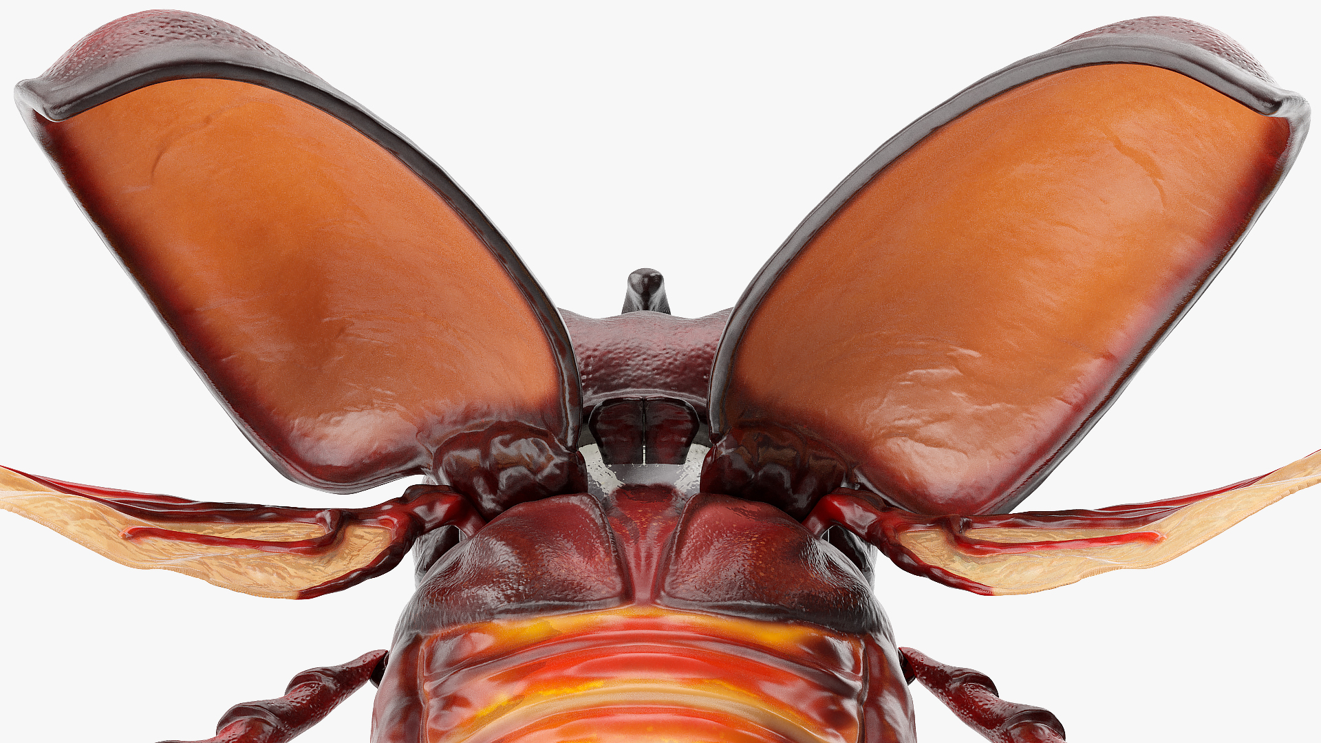 3D Rhinoceros Beetle Oryctes Nasicornis Rigged model