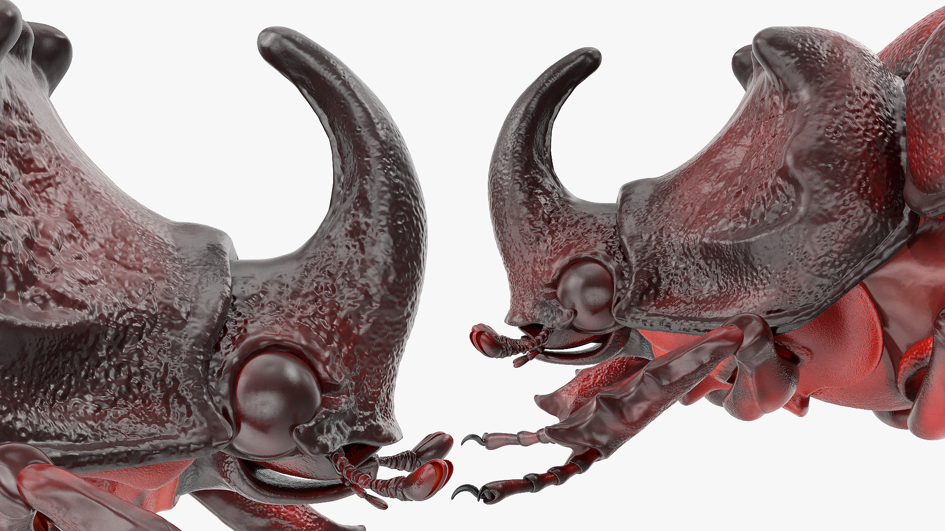 3D Rhinoceros Beetle Oryctes Nasicornis Rigged model