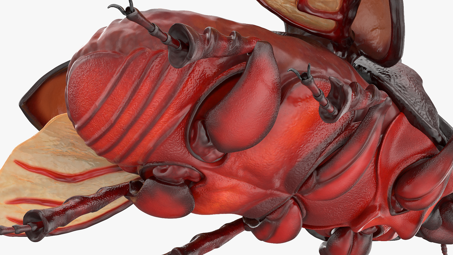 3D Rhinoceros Beetle Oryctes Nasicornis Rigged model