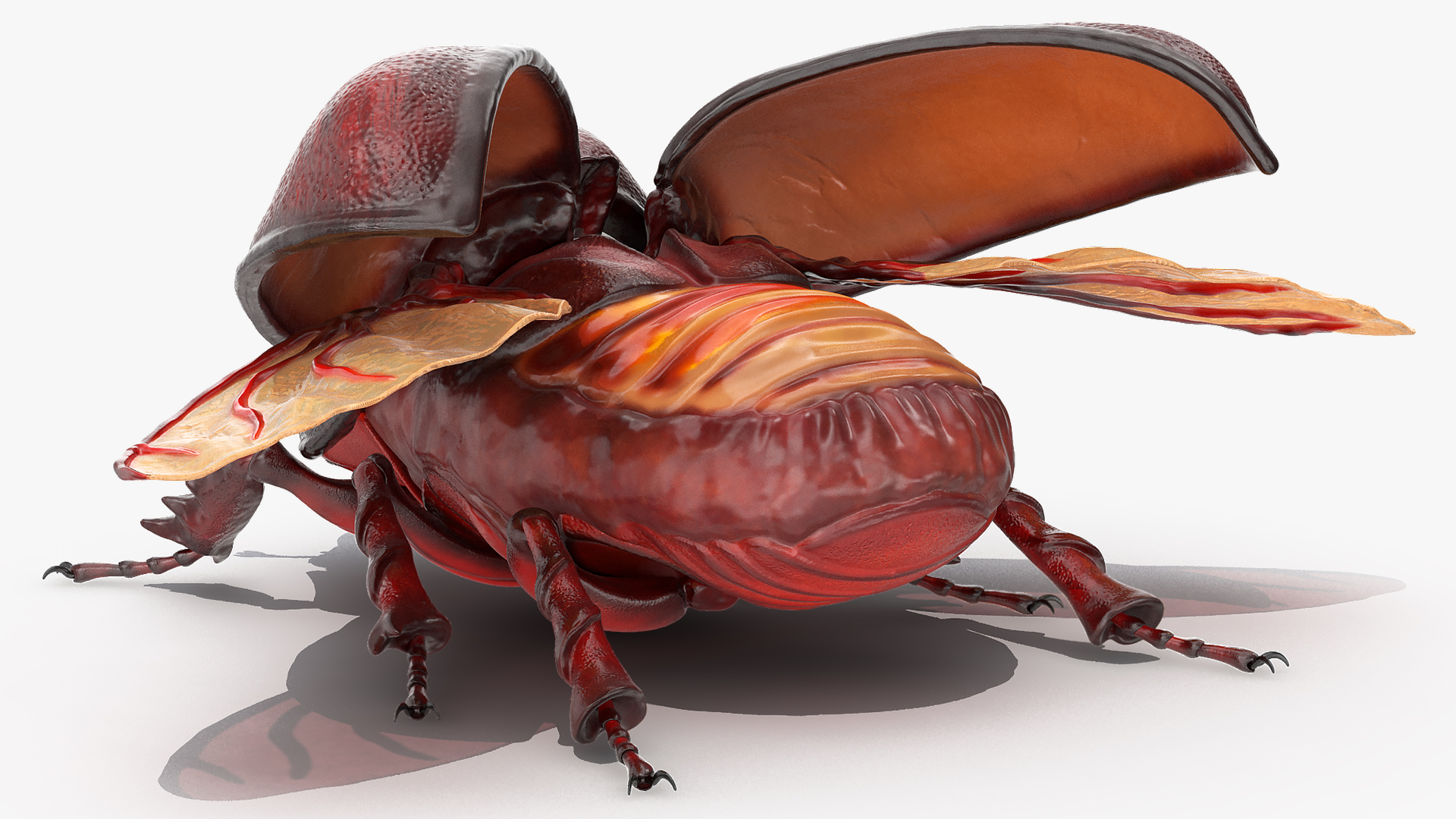 3D Rhinoceros Beetle Oryctes Nasicornis Rigged model