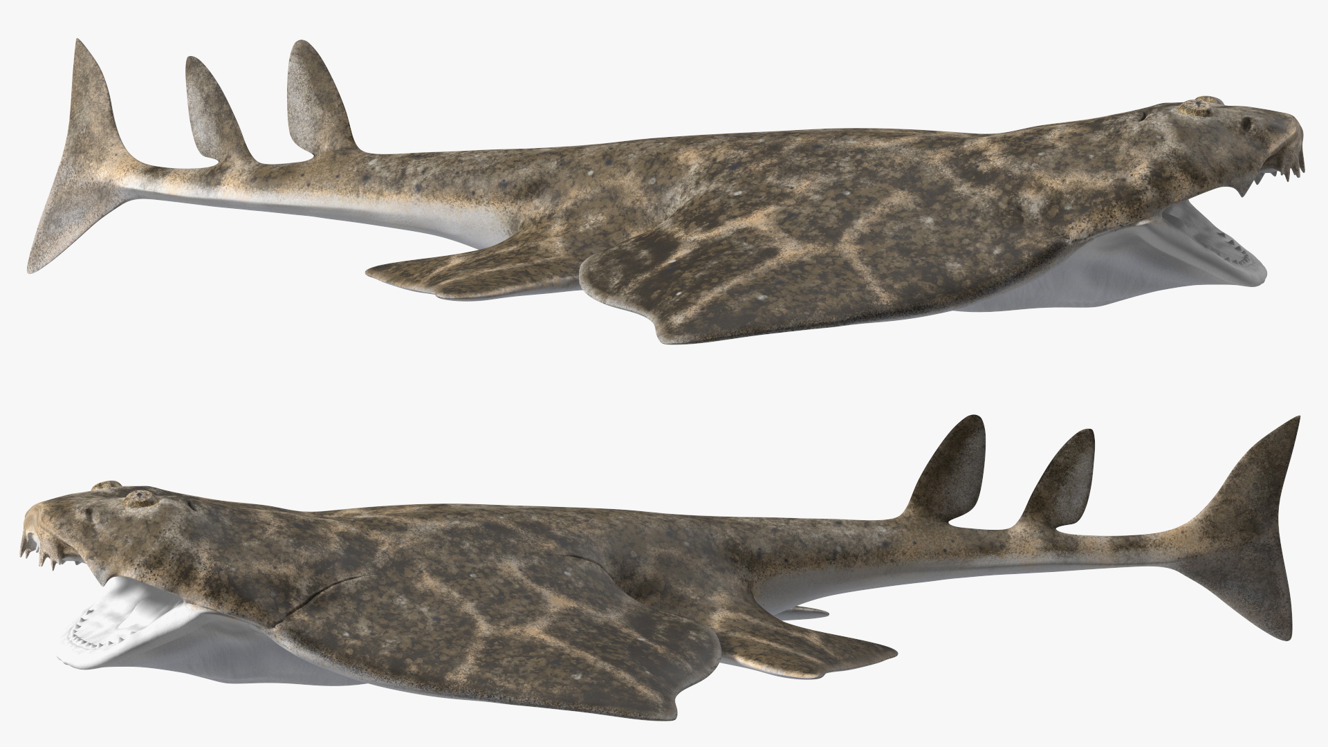 3D Angel Shark Attack Pose model