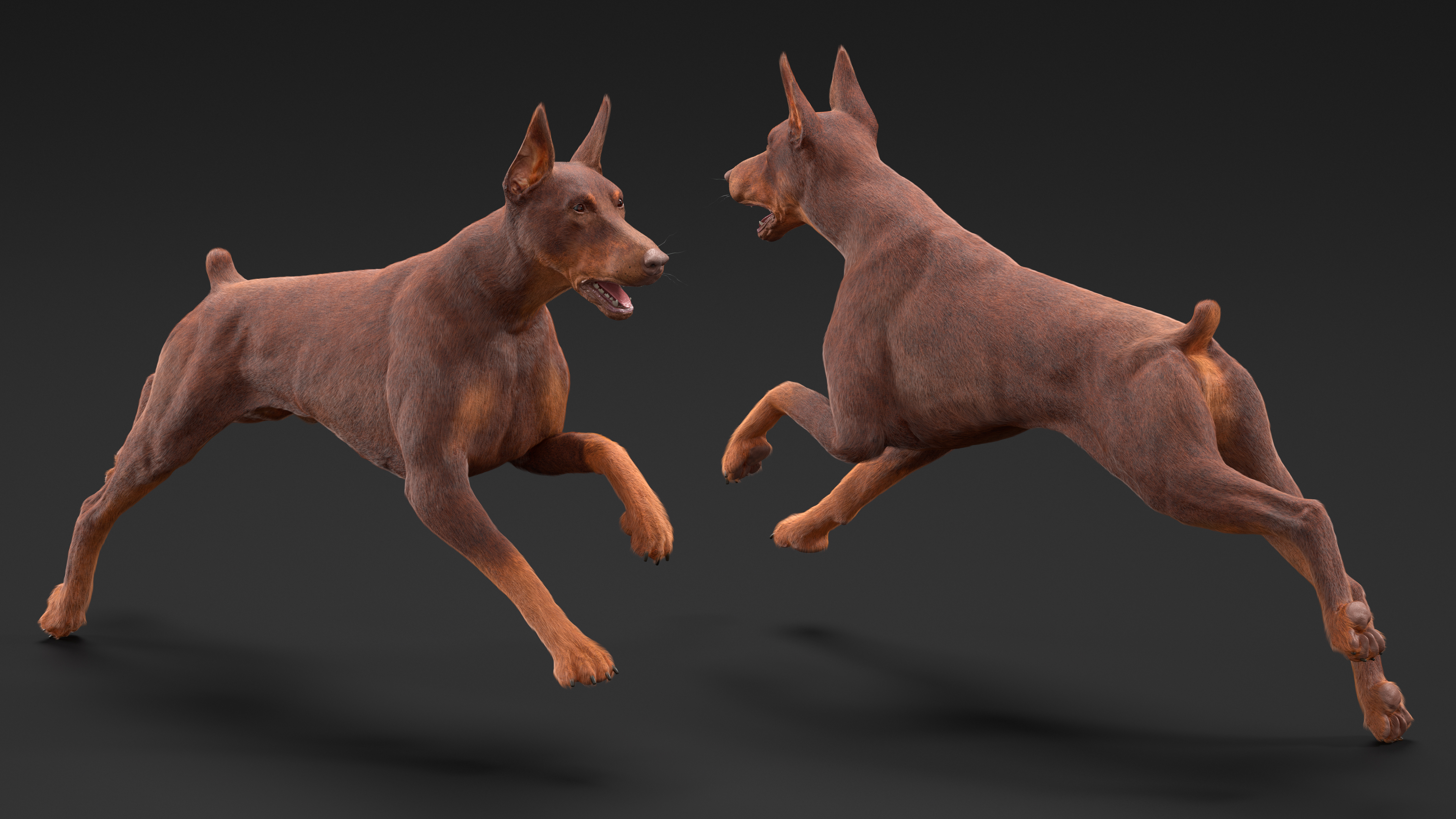3D model Doberman Dog Brown Running Fur