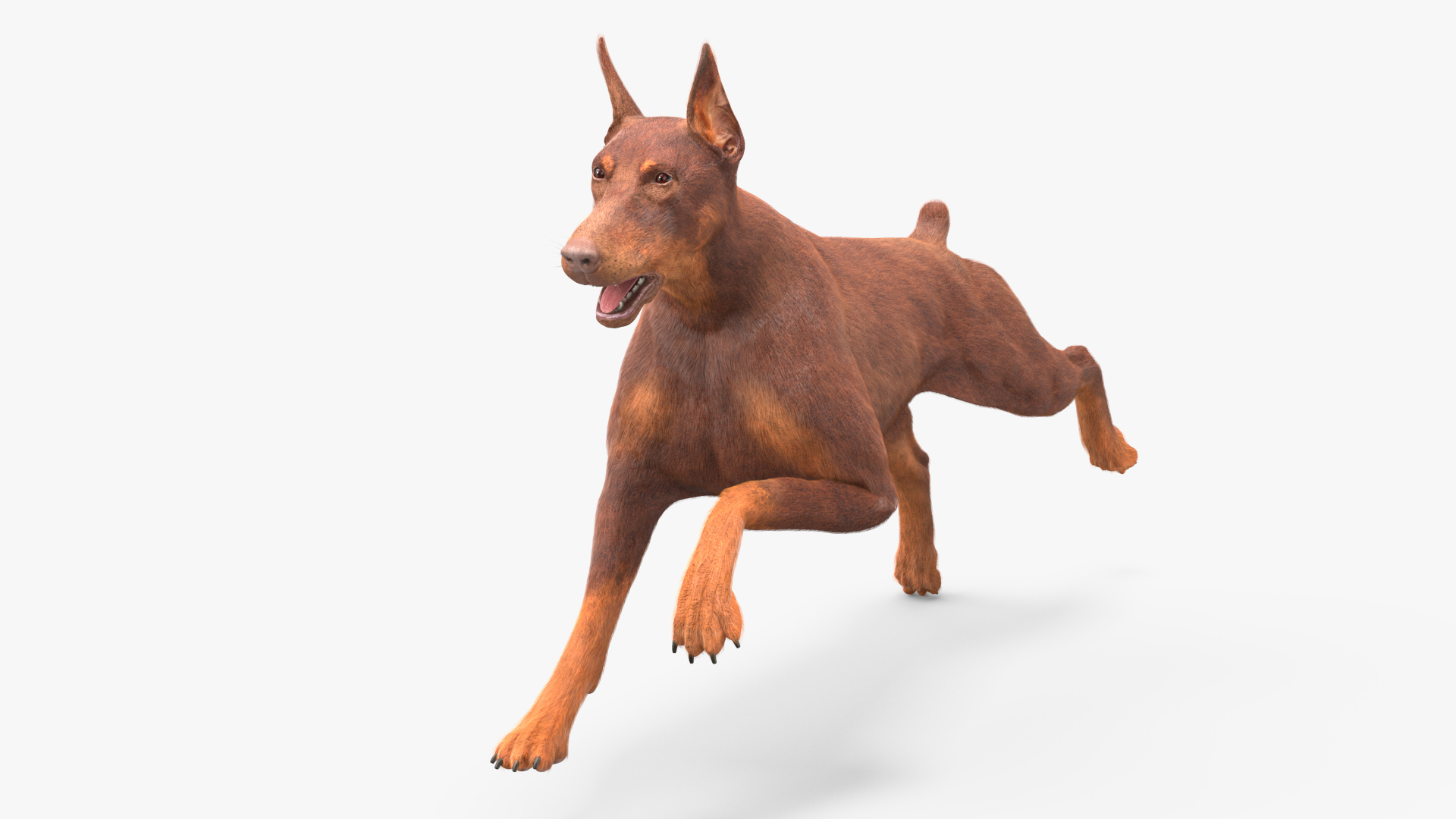 3D model Doberman Dog Brown Running Fur
